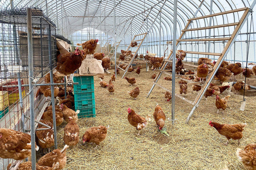 卵ラン農場ムラタ Farm letter vol.34