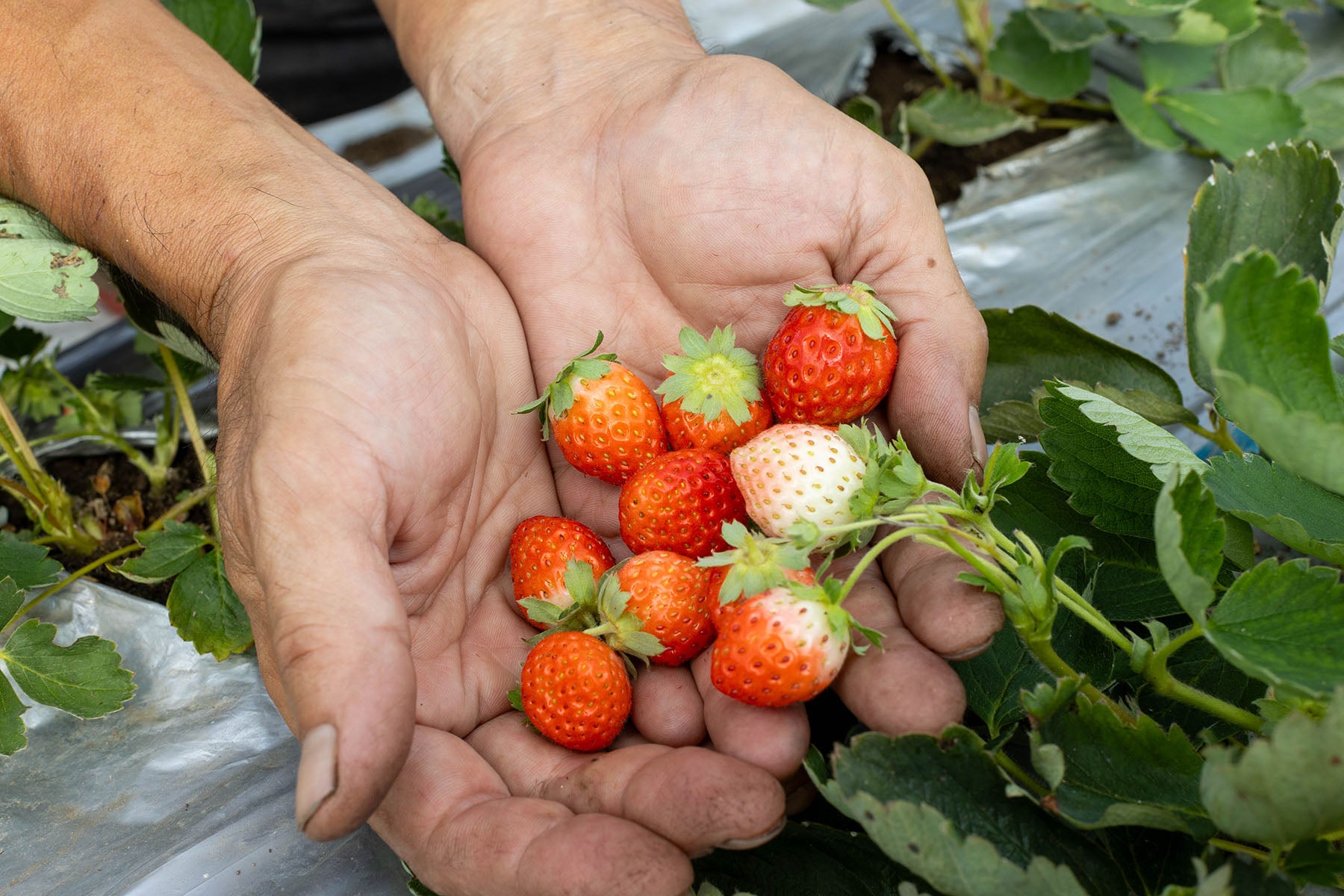 季節のおすすめ農産物