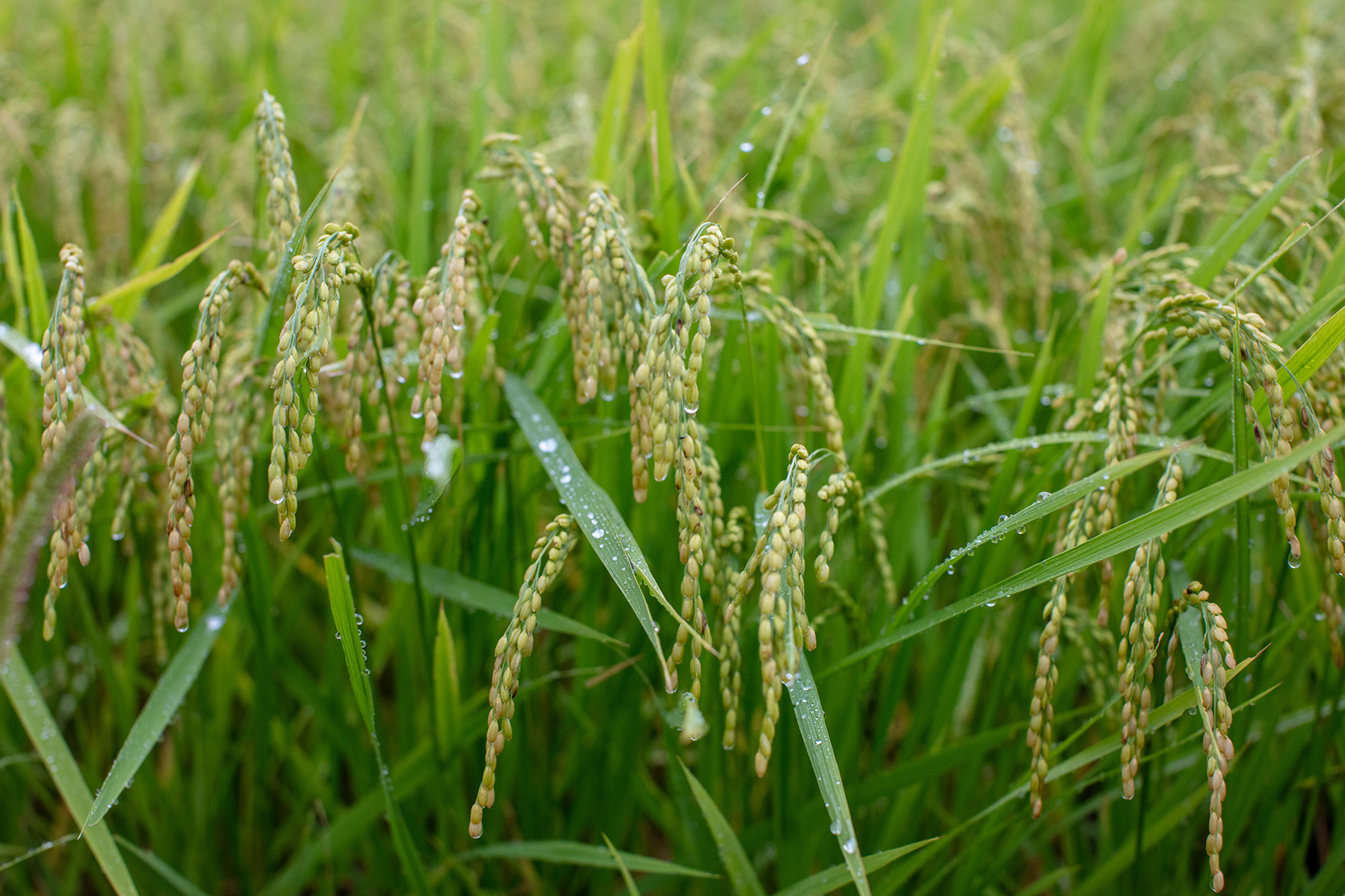 毎日食べるものだからこそ、こだわって欲しい