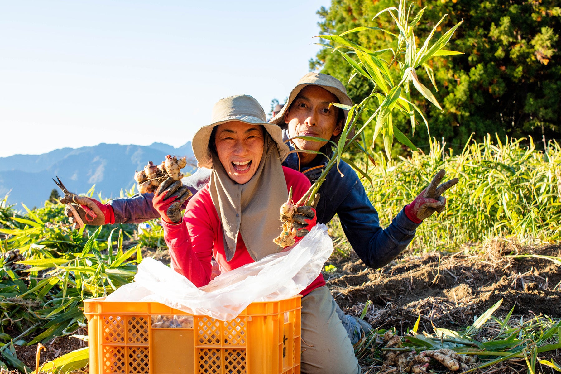 【高知県/ラッキー農園 】標高700mの高地で育つ、食のプロも選ぶ限界突破ショウガ。