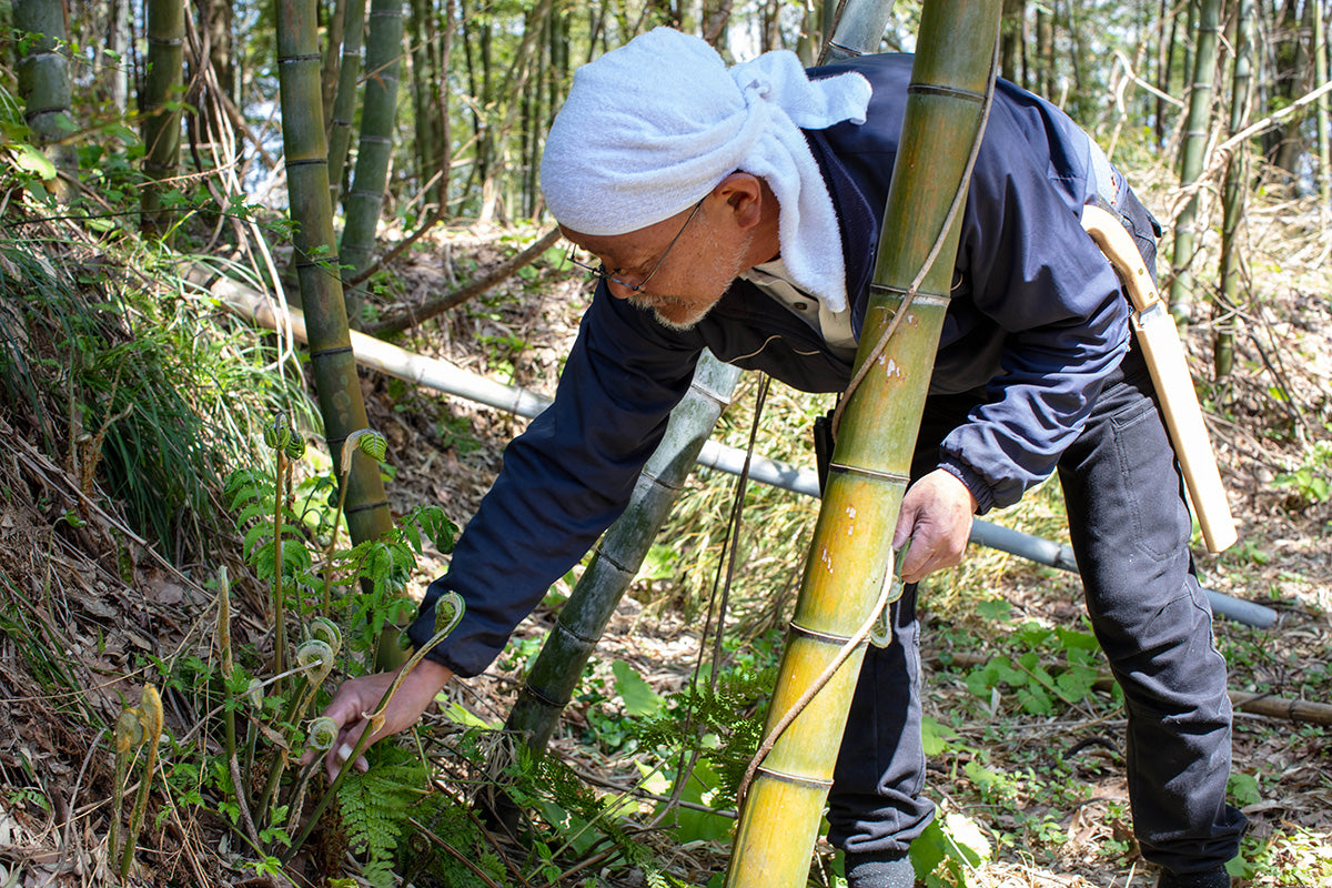 【山形県/佐久間権左衛門】アクが少なく柔らかい。独特の甘味がある北限の「孟宗筍」。数量限定予約開始!