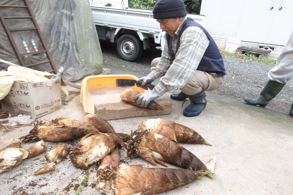 【神奈川県/自然園いしわた農場】2025年春恒例の筍掘り体験。参加できなくても購入できます!