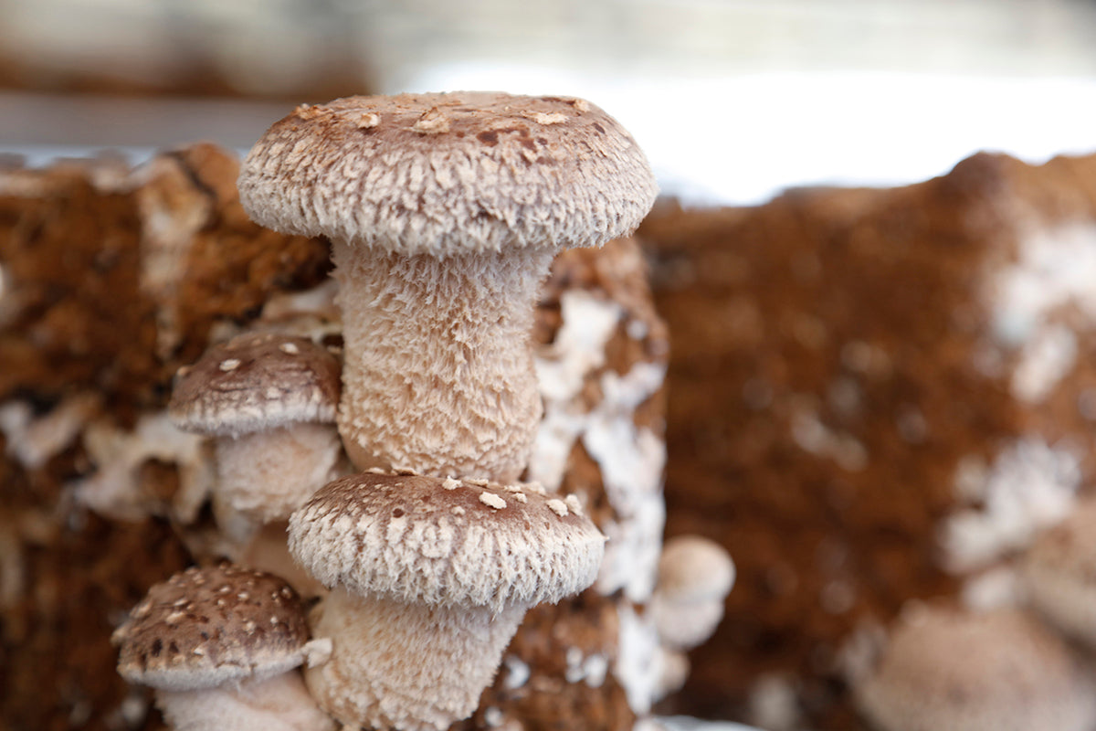 【東京都/大竜ファーム】情熱と黒潮が育む「海風しいたけ」。旨みが強く八丈島の名産に成長