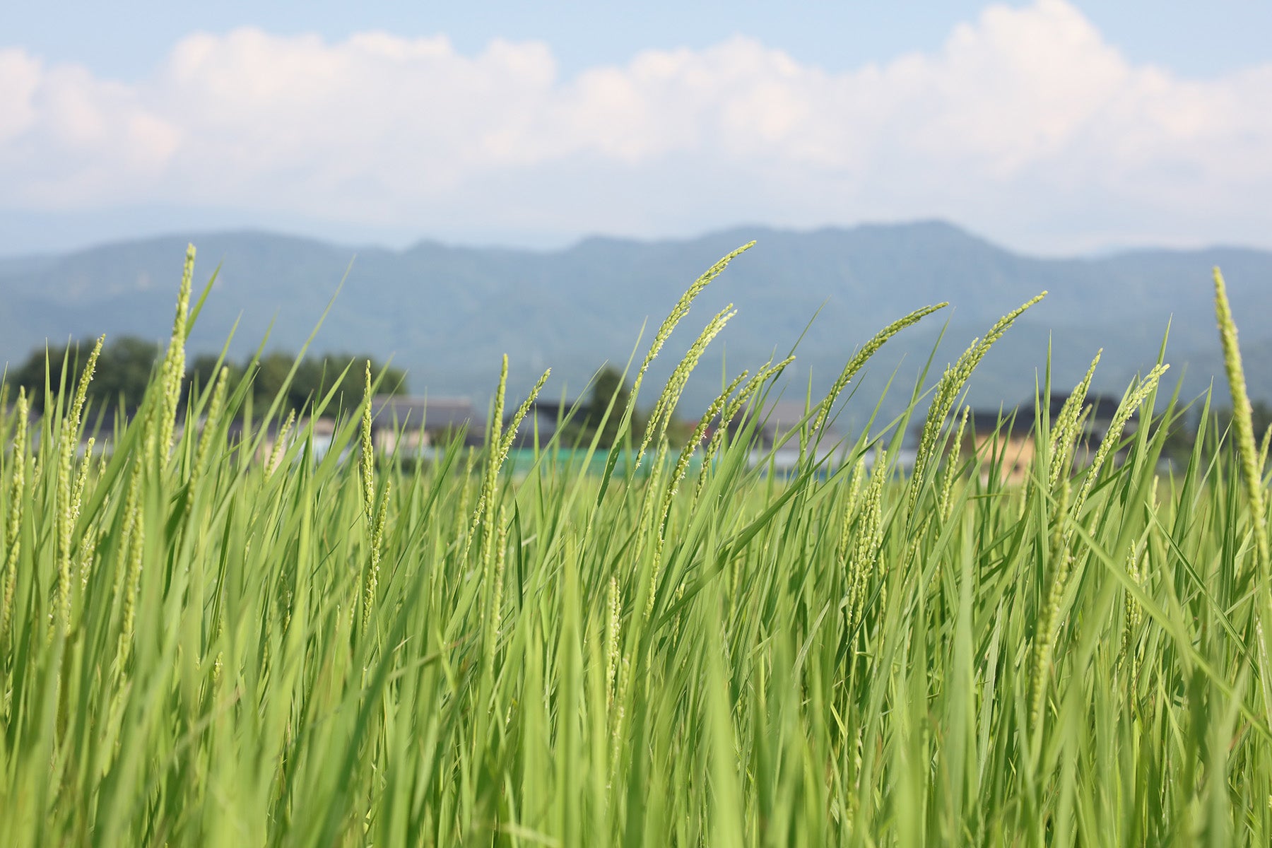 【山形県/佐久間権左衛門】知る人ぞ知る幻の米、亀の尾。それを自然栽培(無農薬無肥料)で育てた希少米。玄米10kgでお届けします。