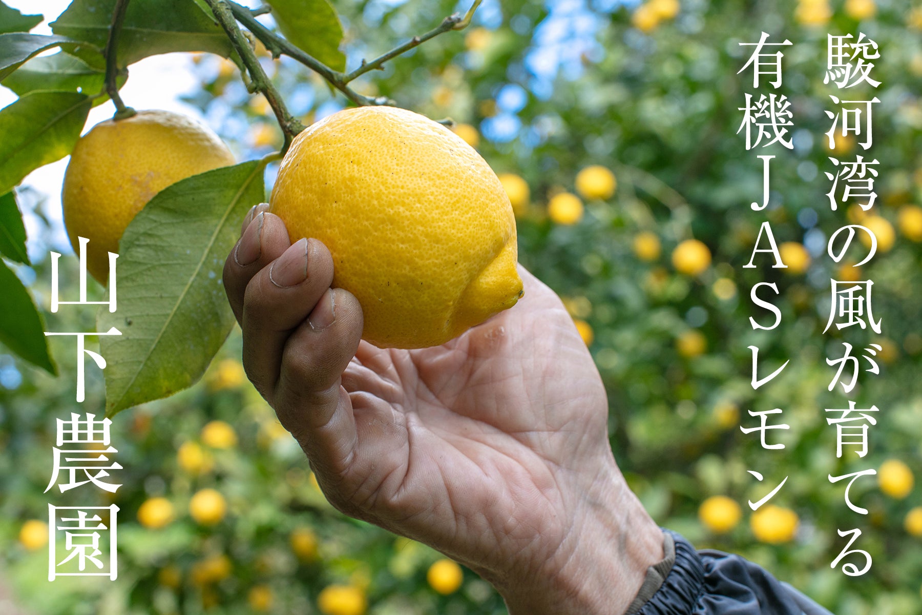 【神奈川県/レモン(有機JAS)】レモンの森から、いつも採れたてをお届けしています。