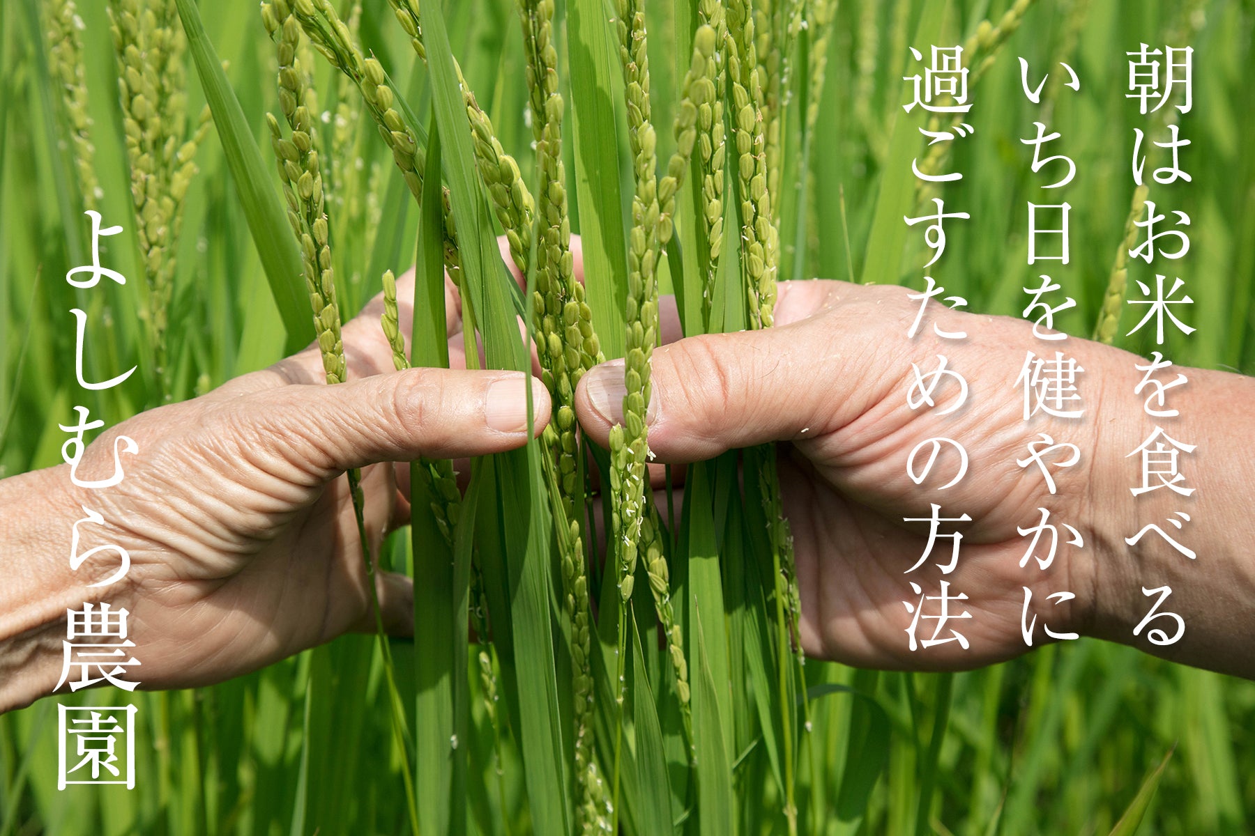 【福井県/よしむら農園】太陽と雨と川と田んぼ。自然とともに育む米