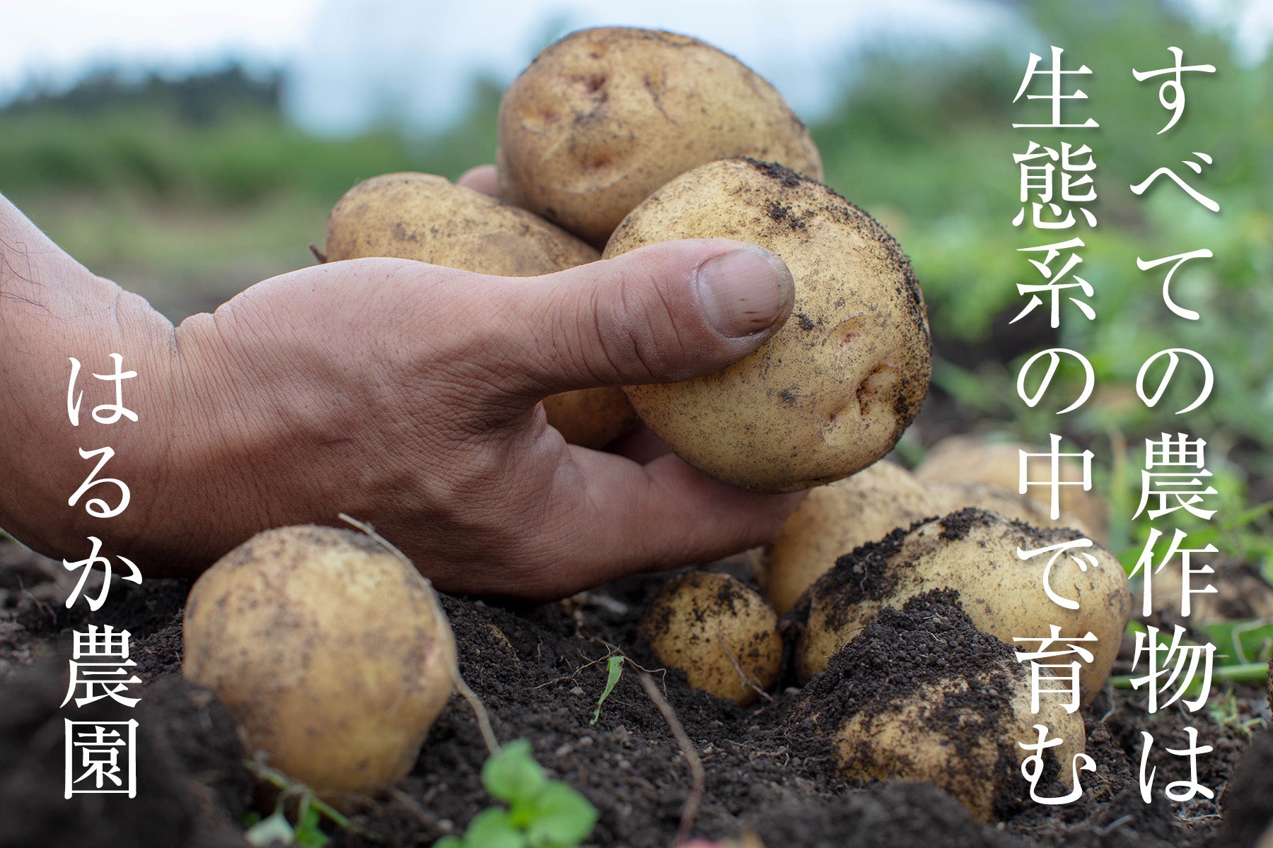 【北海道／野菜（有機JAS）】生態系を活かした高品質な作物 / High-quality crops that utilize the ecosystem