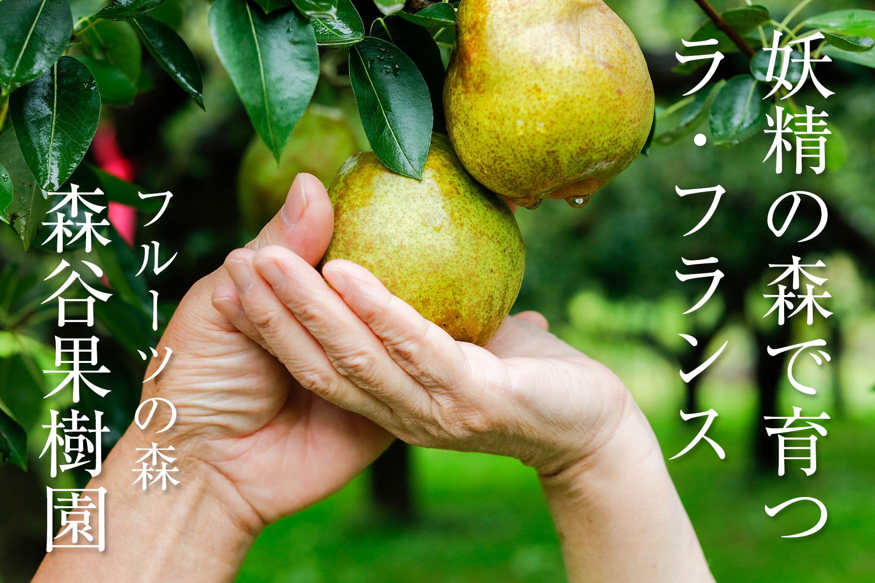 【山形県/森谷果樹園】抜群の味、口溶け優しい果物の女王ラ・フランス販売開始