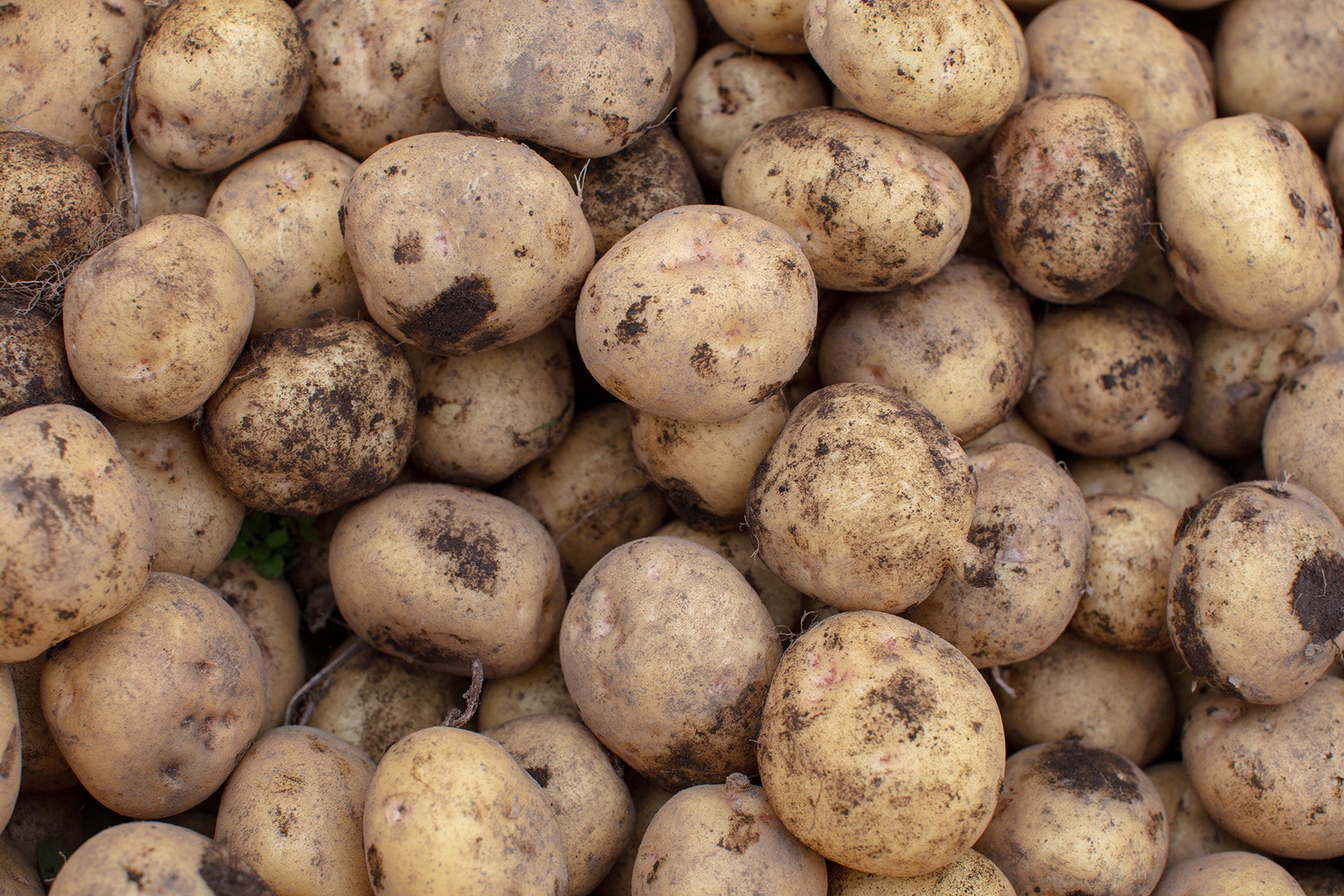 【北海道/野菜(有機JAS)】生態系を活かした高品質な作物 / High-quality crops that utilize the ecosystem