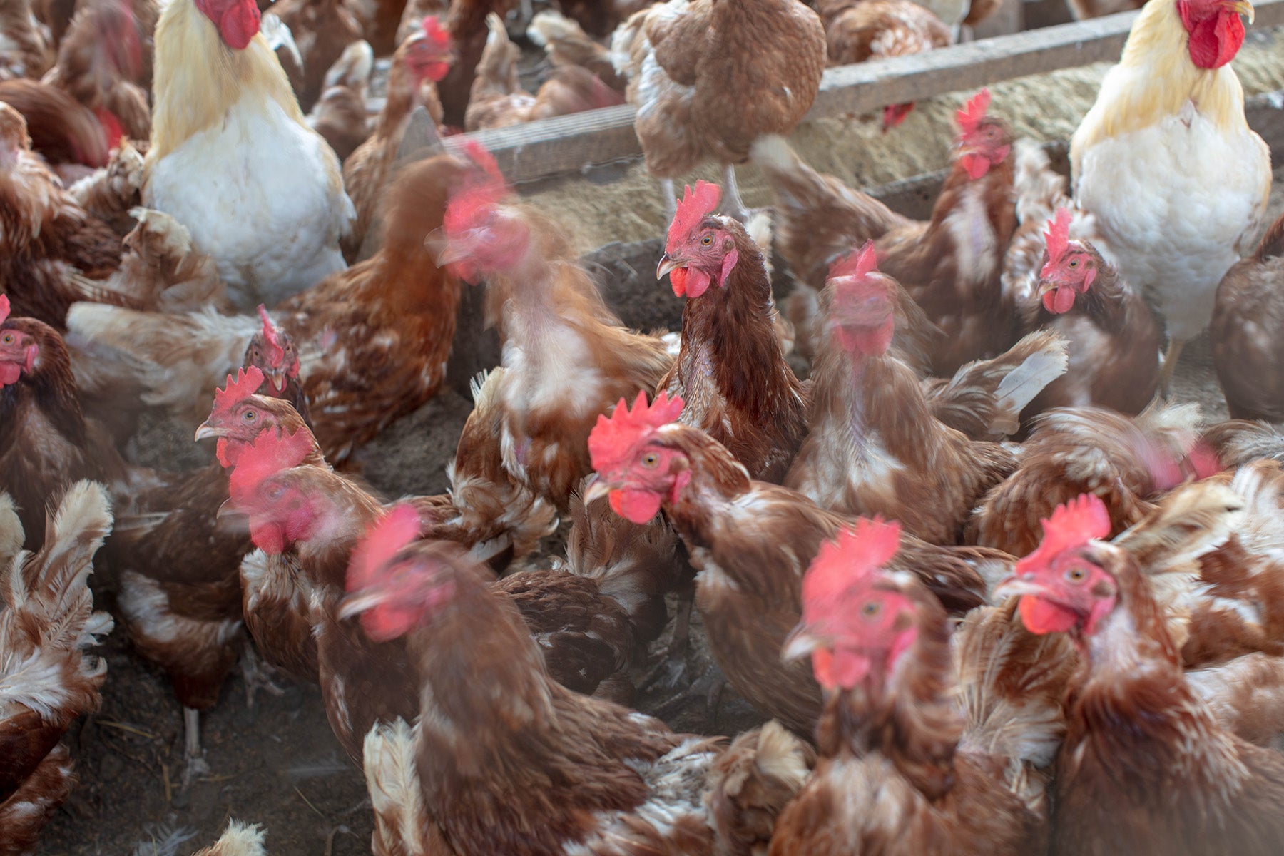 【北海道/野菜(有機JAS)】生態系を活かした高品質な作物 / High-quality crops that utilize the ecosystem