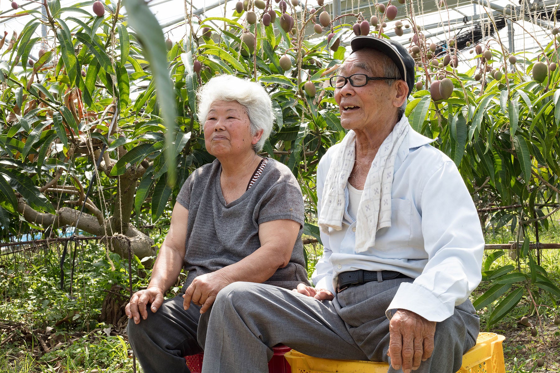 【沖縄県/沖縄マンゴー生産研究会】農薬・化学肥料不使用。甘さと酸味の抜群なバランスの元祖沖縄マンゴー。