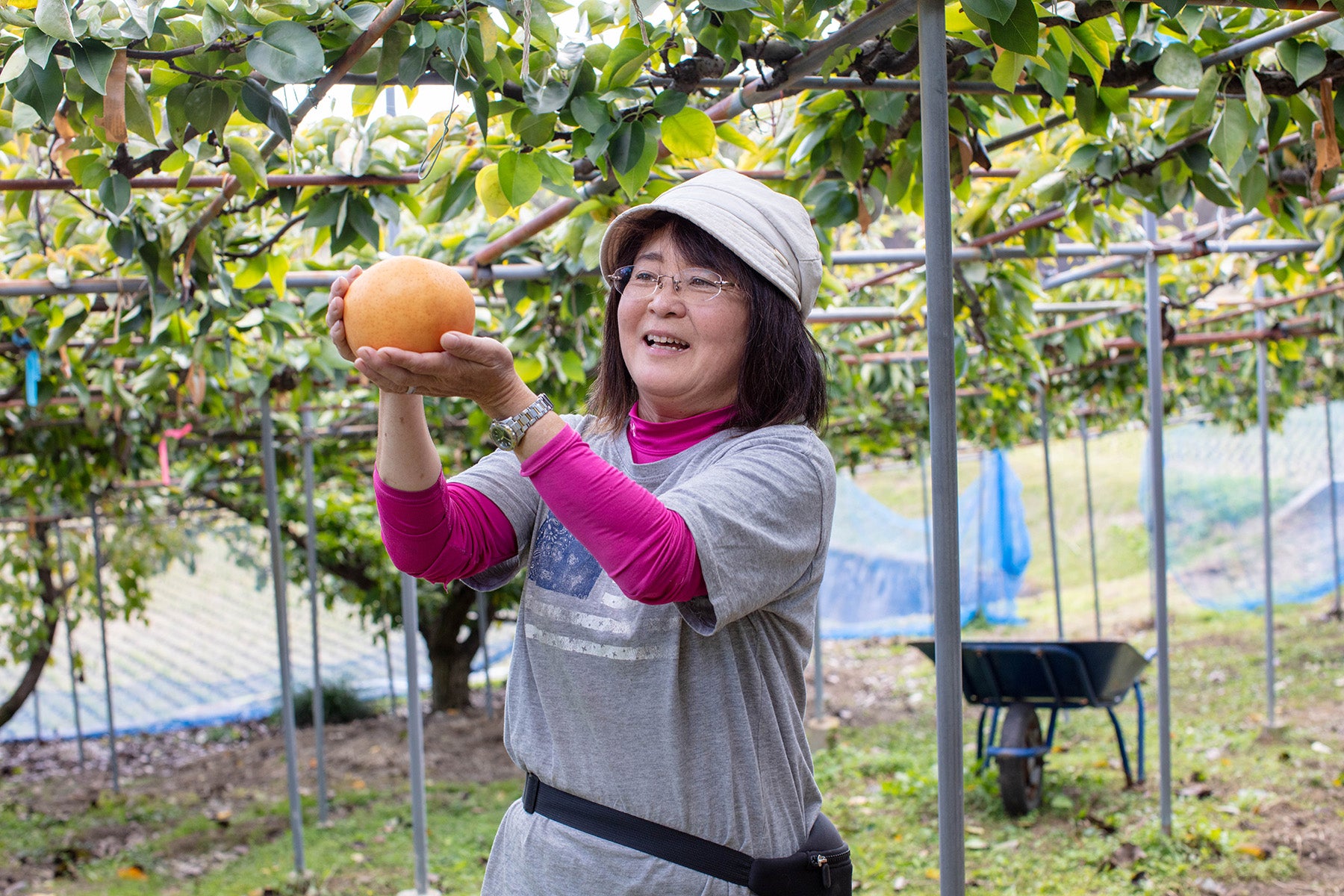 【岡山県／エコファームMITANI】日本一大きく、ジューシーなあたご梨。追熟するとトロリと洋梨のような食感。