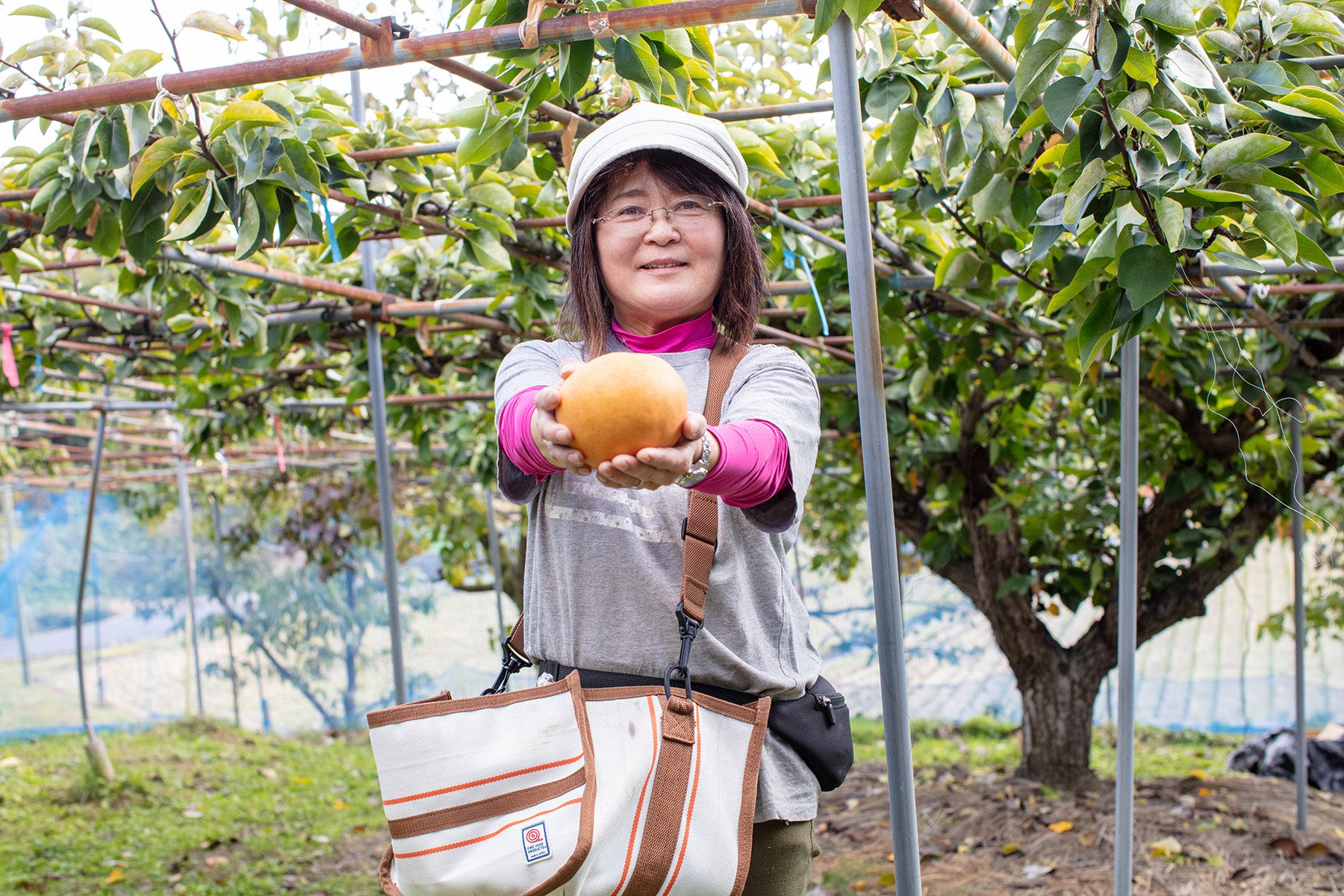 【岡山県/エコファームMITANI】日本一大きく、ジューシーなあたご梨。追熟するとトロリと洋梨のような食感。