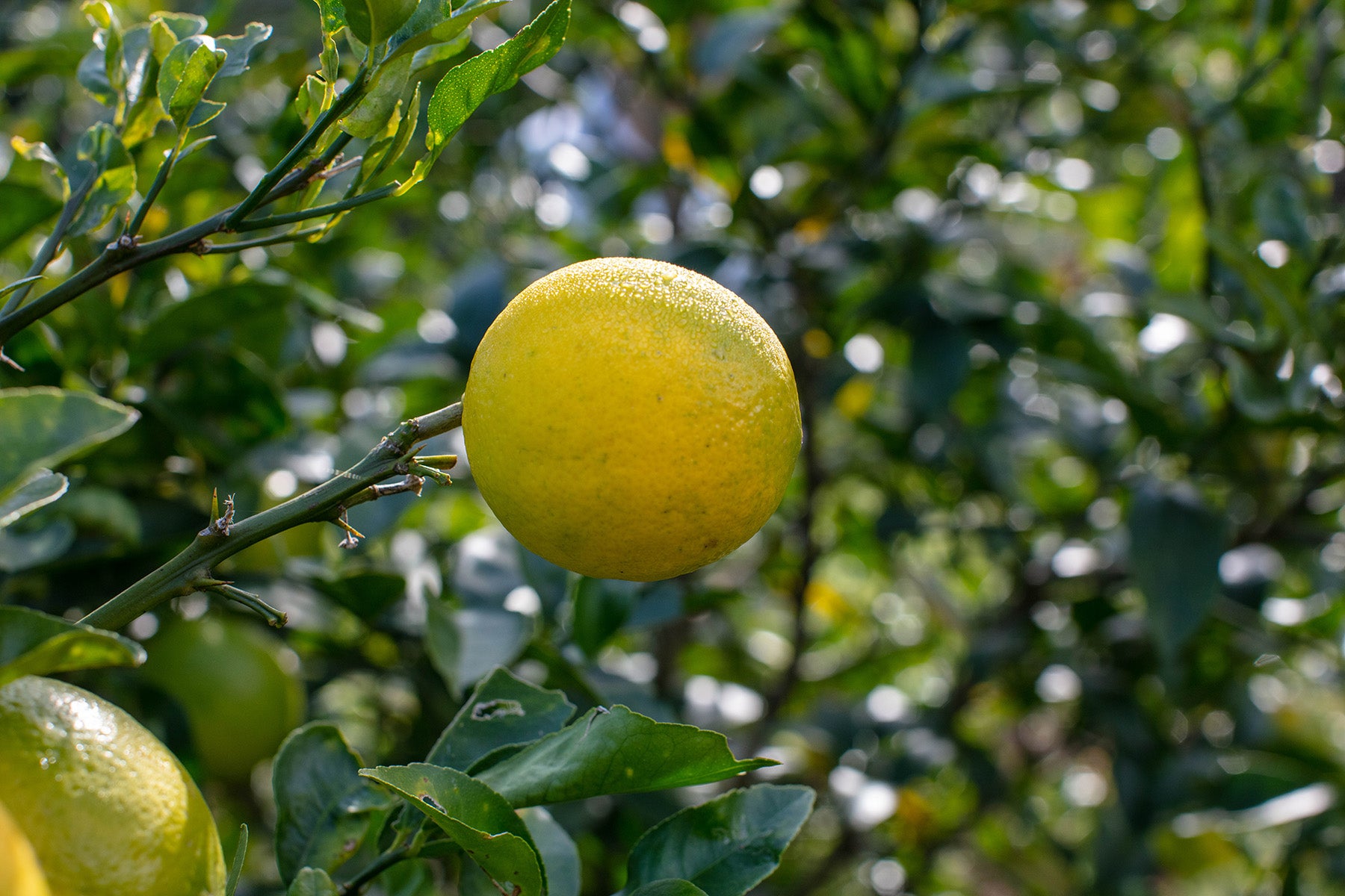 【神奈川県／自然園いしわた農場】爽やかな酸味と豊富な果汁。達人が創る湘南プライムレモンライム