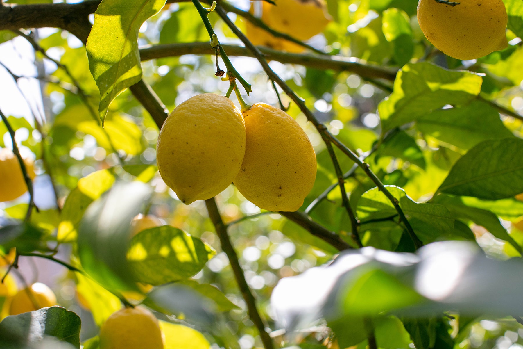 【神奈川県/レモン(有機JAS)】レモンの森から、いつも採れたてをお届けしています。