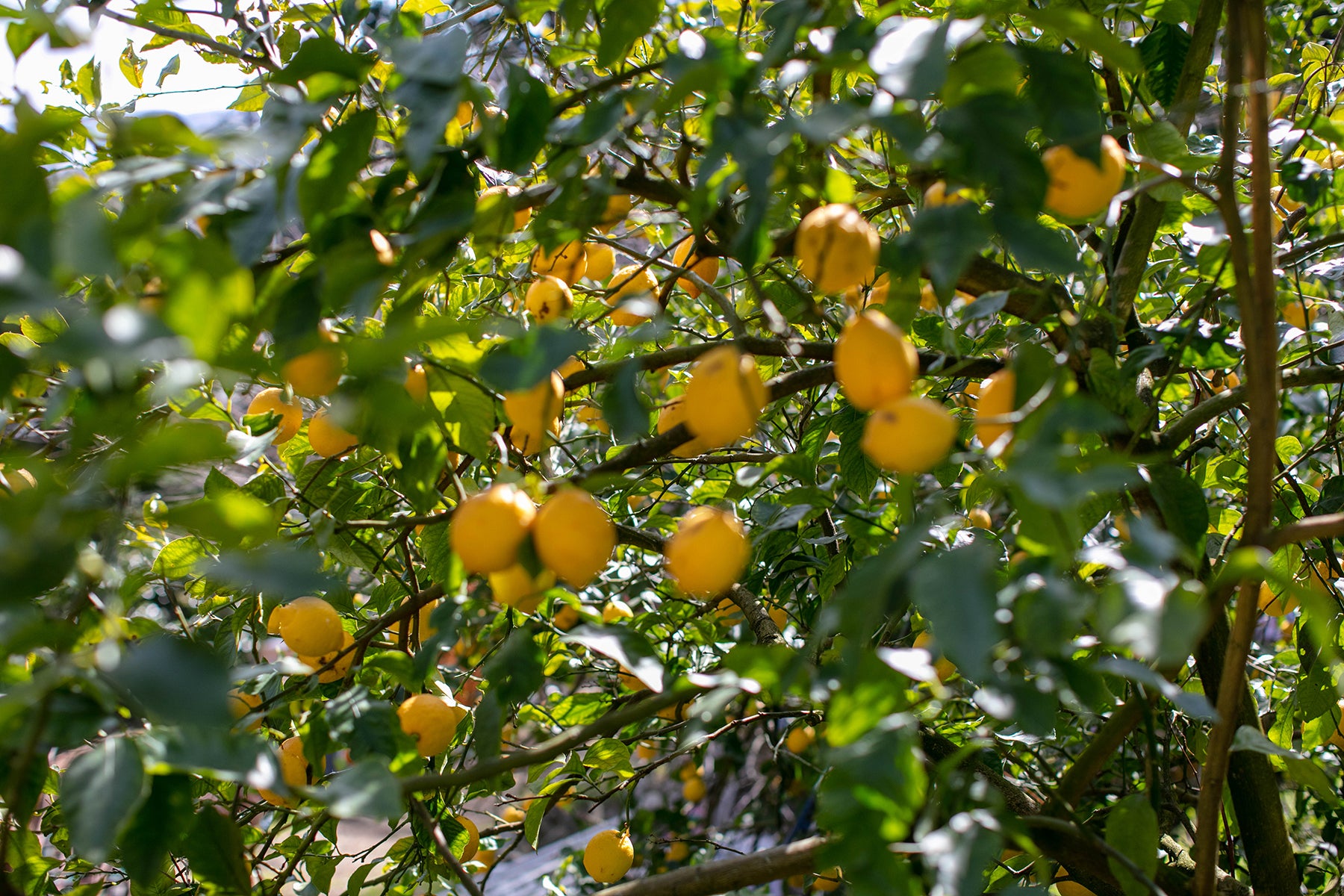 【神奈川県/レモン(有機JAS)】レモンの森から、いつも採れたてをお届けしています。