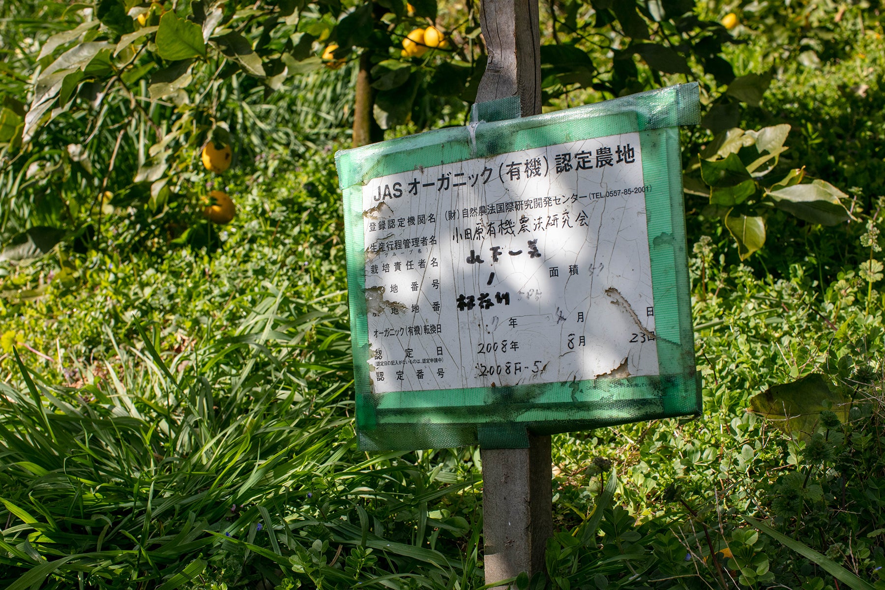 【神奈川県/レモン(有機JAS)】レモンの森から、いつも採れたてをお届けしています。