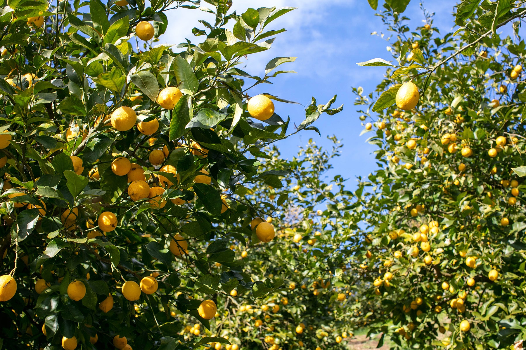 【神奈川県/レモン(有機JAS)】レモンの森から、いつも採れたてをお届けしています。