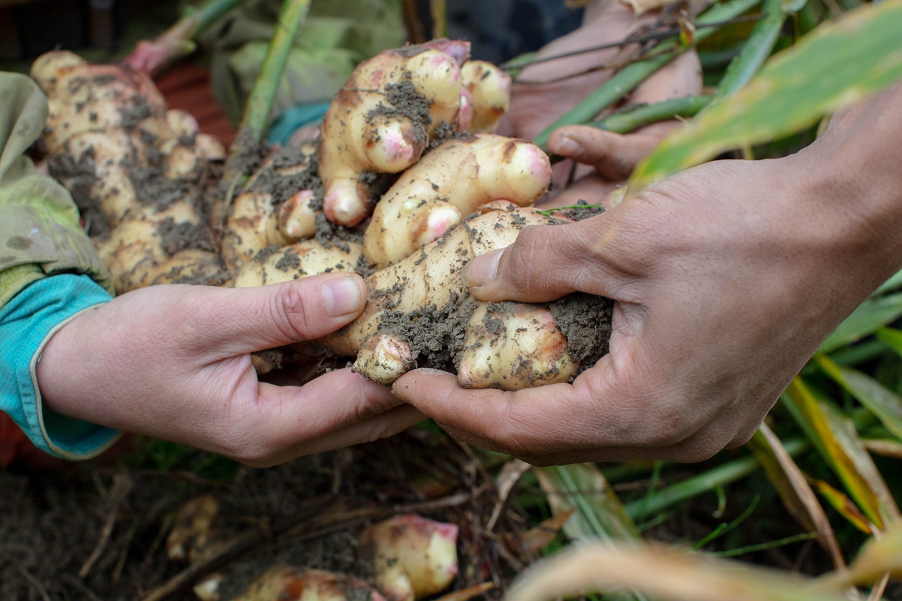 【高知県/ラッキー農園 】標高700mの高地で育つ、食のプロも選ぶ限界突破ショウガ。