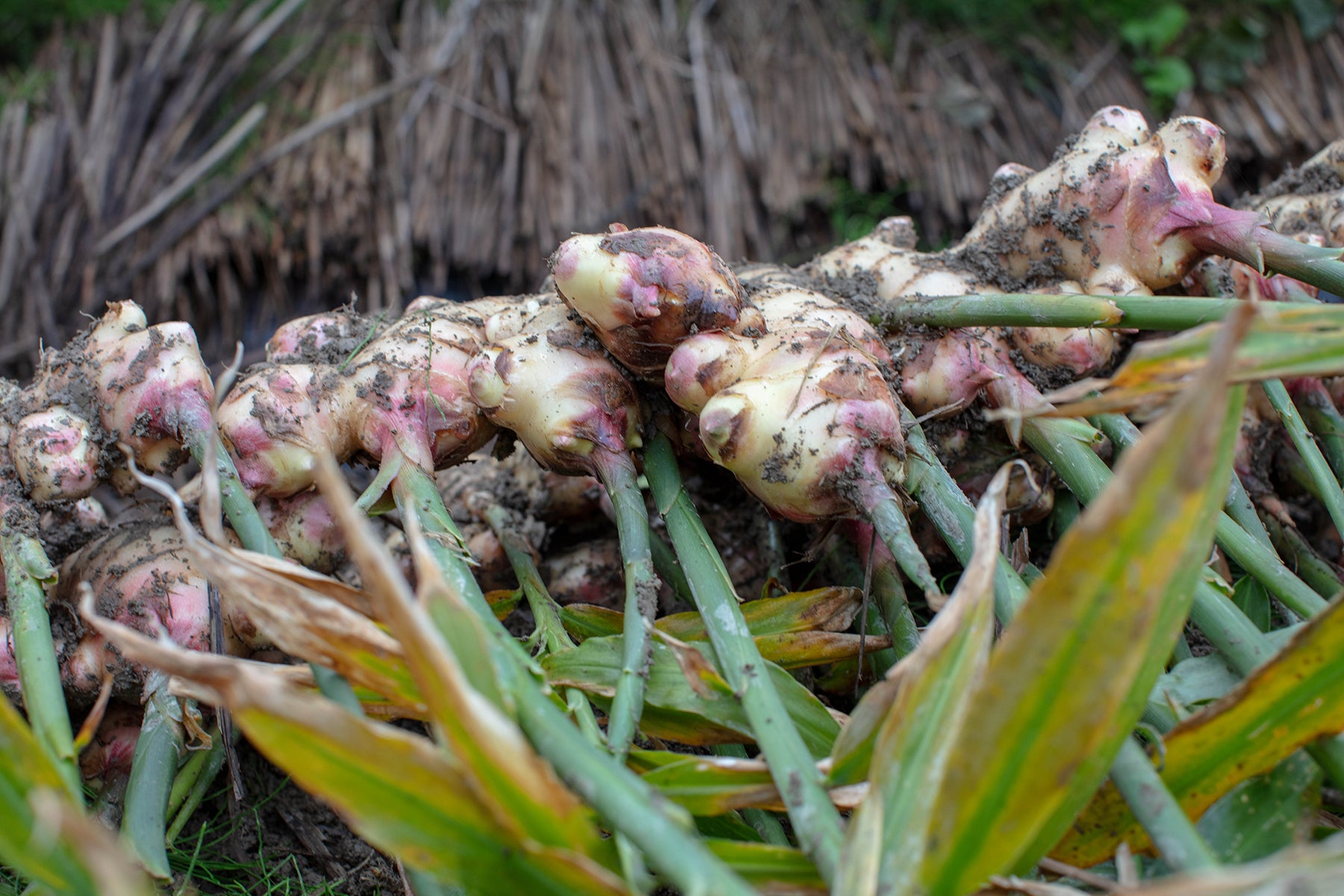 【高知県/ラッキー農園 】標高700mの高地で育つ、食のプロも選ぶ限界突破ショウガ。