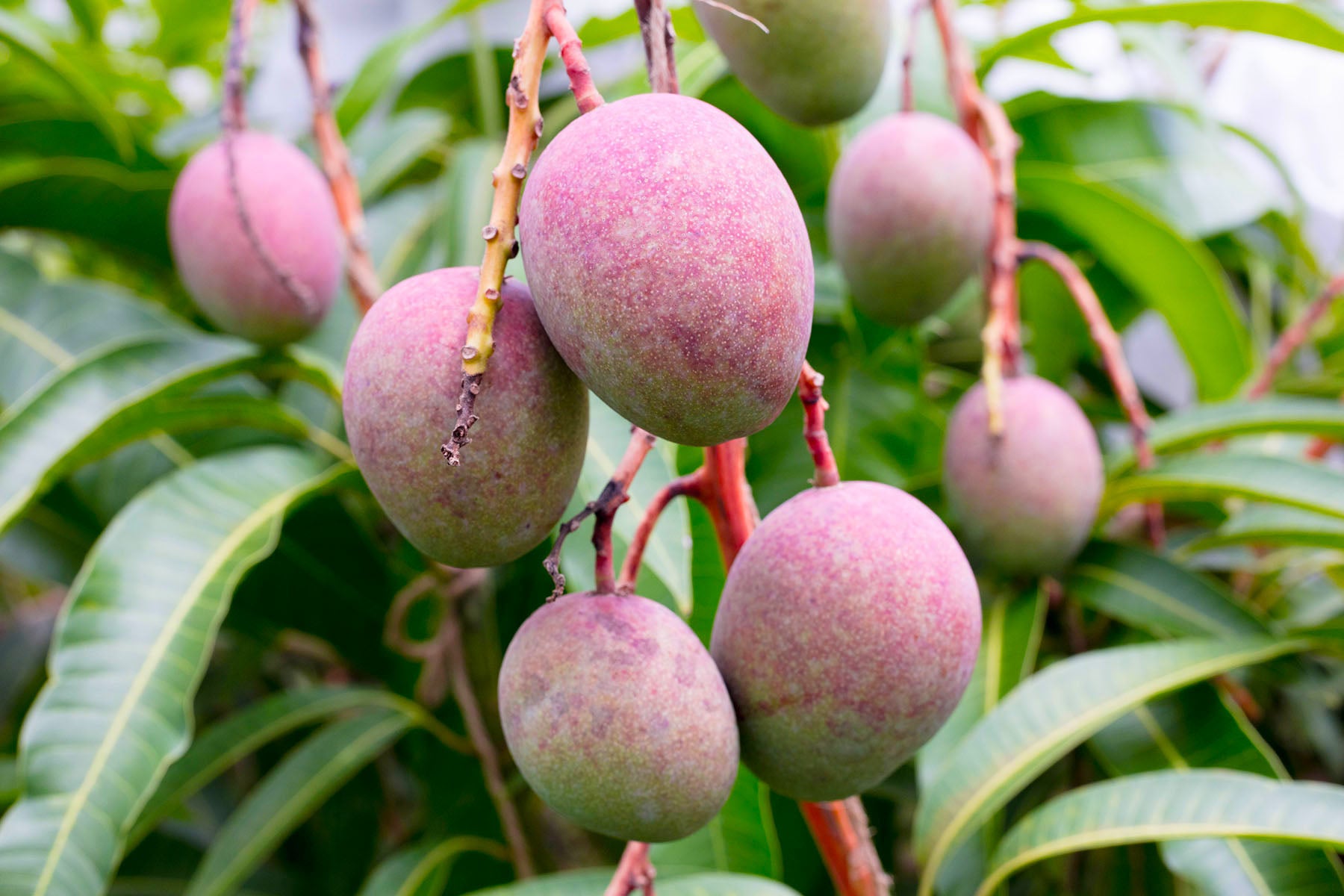 【沖縄県/沖縄マンゴー生産研究会】農薬・化学肥料不使用。甘さと酸味の抜群なバランスの元祖沖縄マンゴー。