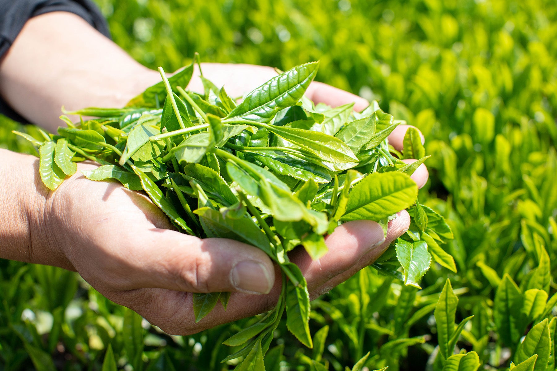 【宮崎県/宮崎茶房】2025年新茶販売開始!有機茶畑に集う若者が伝統をつなぐ、黄金色の釜炒り茶。