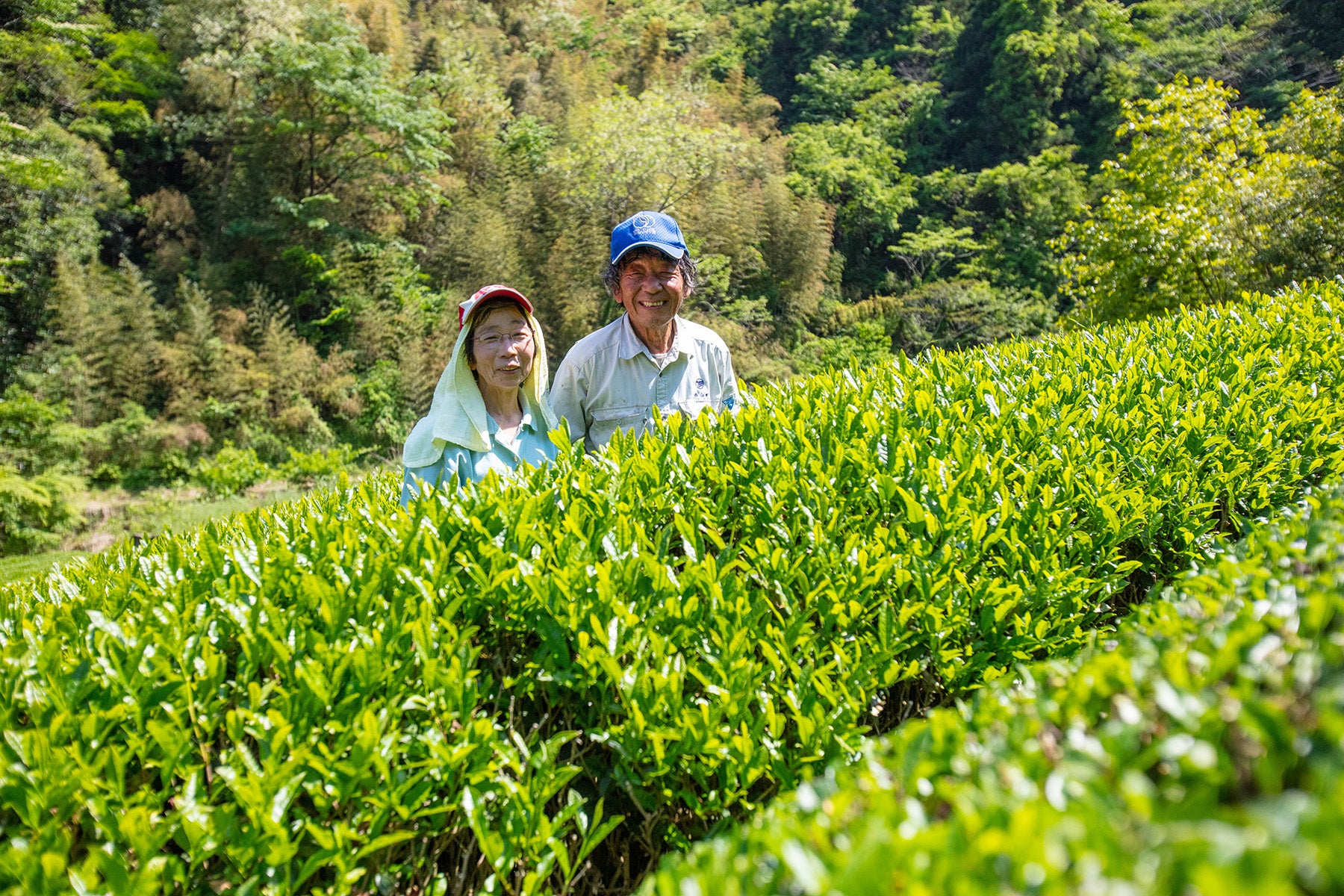 【静岡県/するが有機農場共同組合)】夏は冷茶で。香り高く味わい深い、静岡県産オーガニック煎茶はいかがですか。
