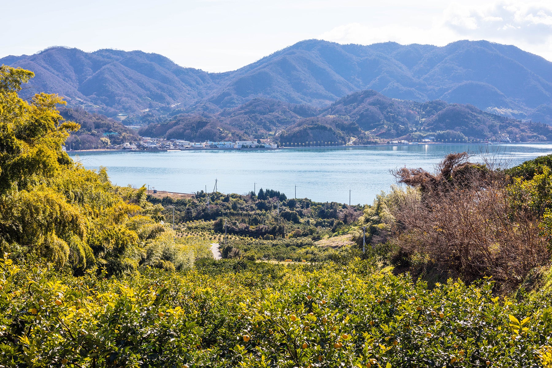 【広島県/セーフティーフルーツ】4月はきよみ、はっさく、甘夏。バラエティー豊かな柑橘をお届けします。