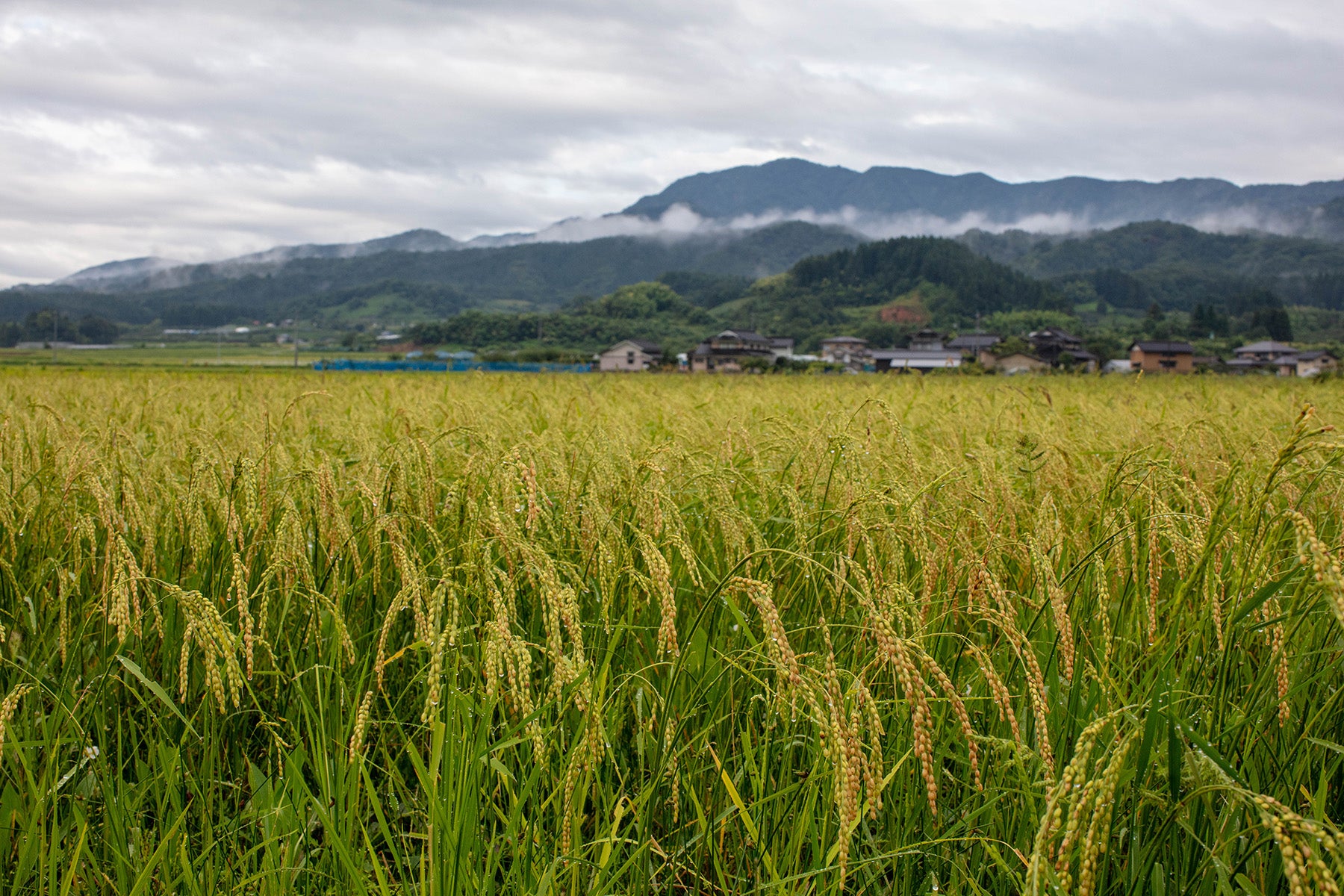 【山形県/佐久間権左衛門】知る人ぞ知る幻の米、亀の尾。それを自然栽培(無農薬無肥料)で育てた希少米。玄米10kgでお届けします。
