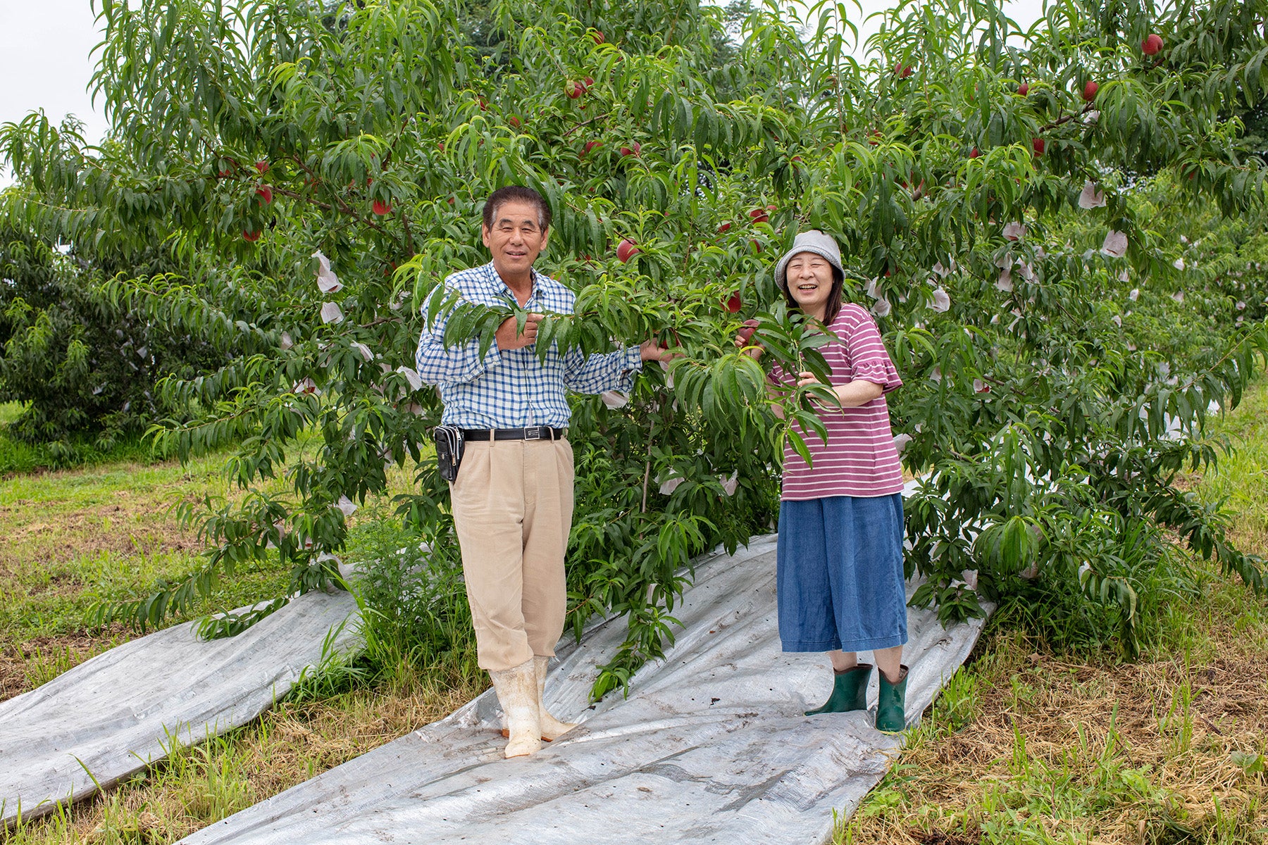 【山形県/森谷果樹園】今年は雨が少なく、桃が甘くまろやかに!北限の桃源郷から、特別栽培の桃の便りが届きました。