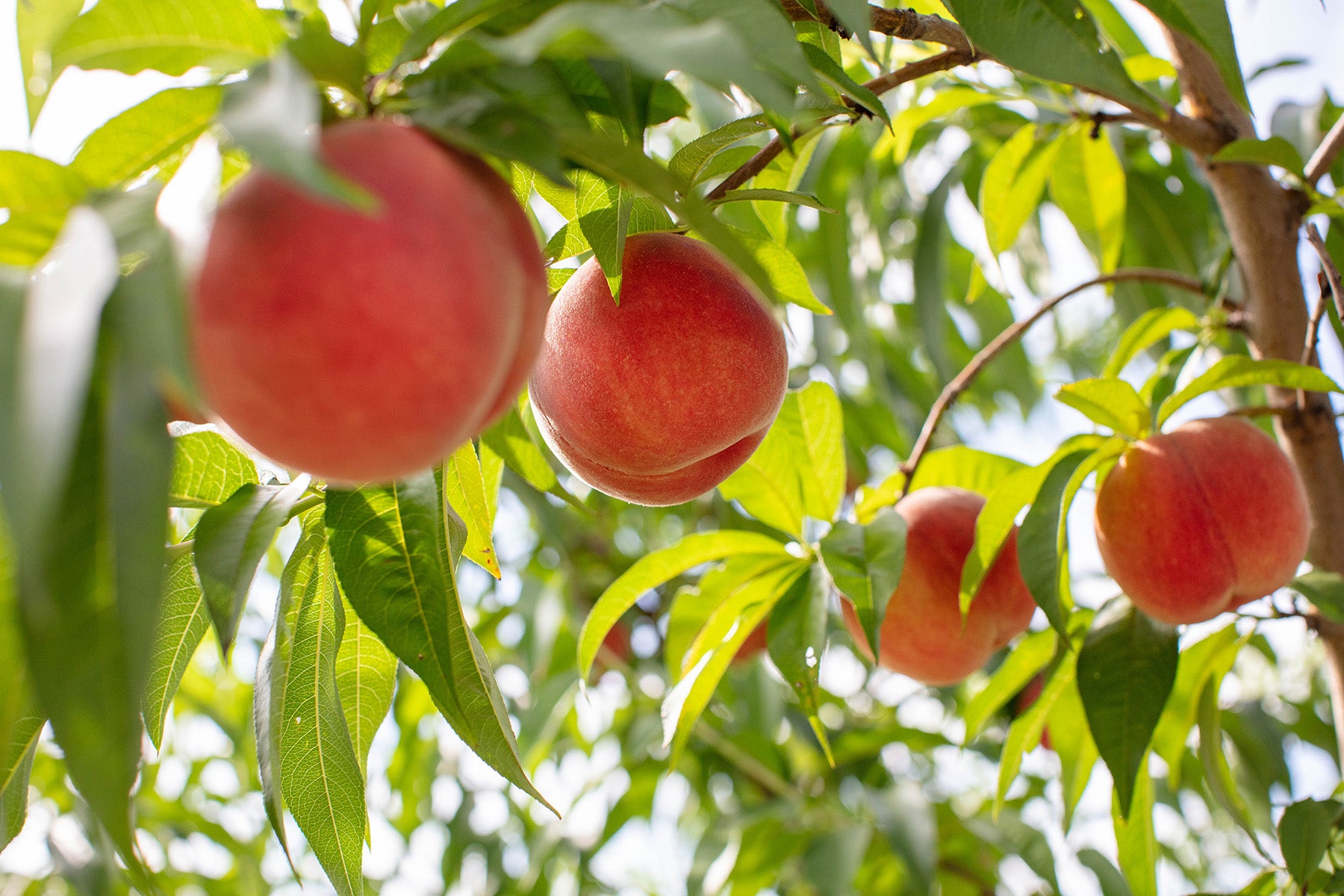 【山形県/森谷果樹園】今年は雨が少なく、桃が甘くまろやかに!北限の桃源郷から、特別栽培の桃の便りが届きました。