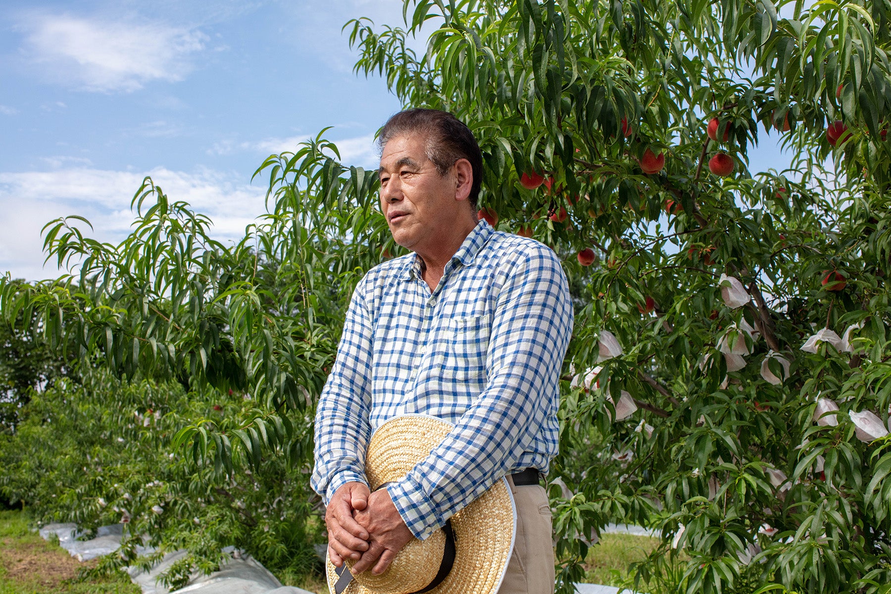 【山形県/森谷果樹園】今年は雨が少なく、桃が甘くまろやかに!北限の桃源郷から、特別栽培の桃の便りが届きました。