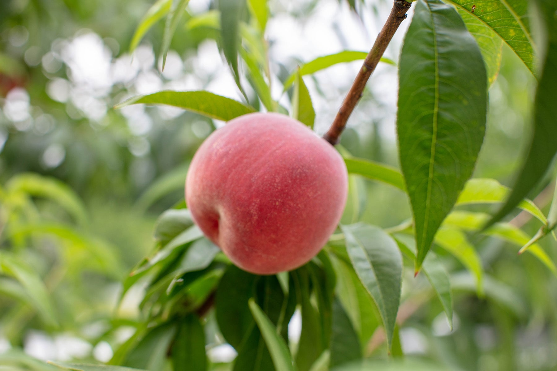 【山形県/森谷果樹園】今年は雨が少なく、桃が甘くまろやかに!北限の桃源郷から、特別栽培の桃の便りが届きました。