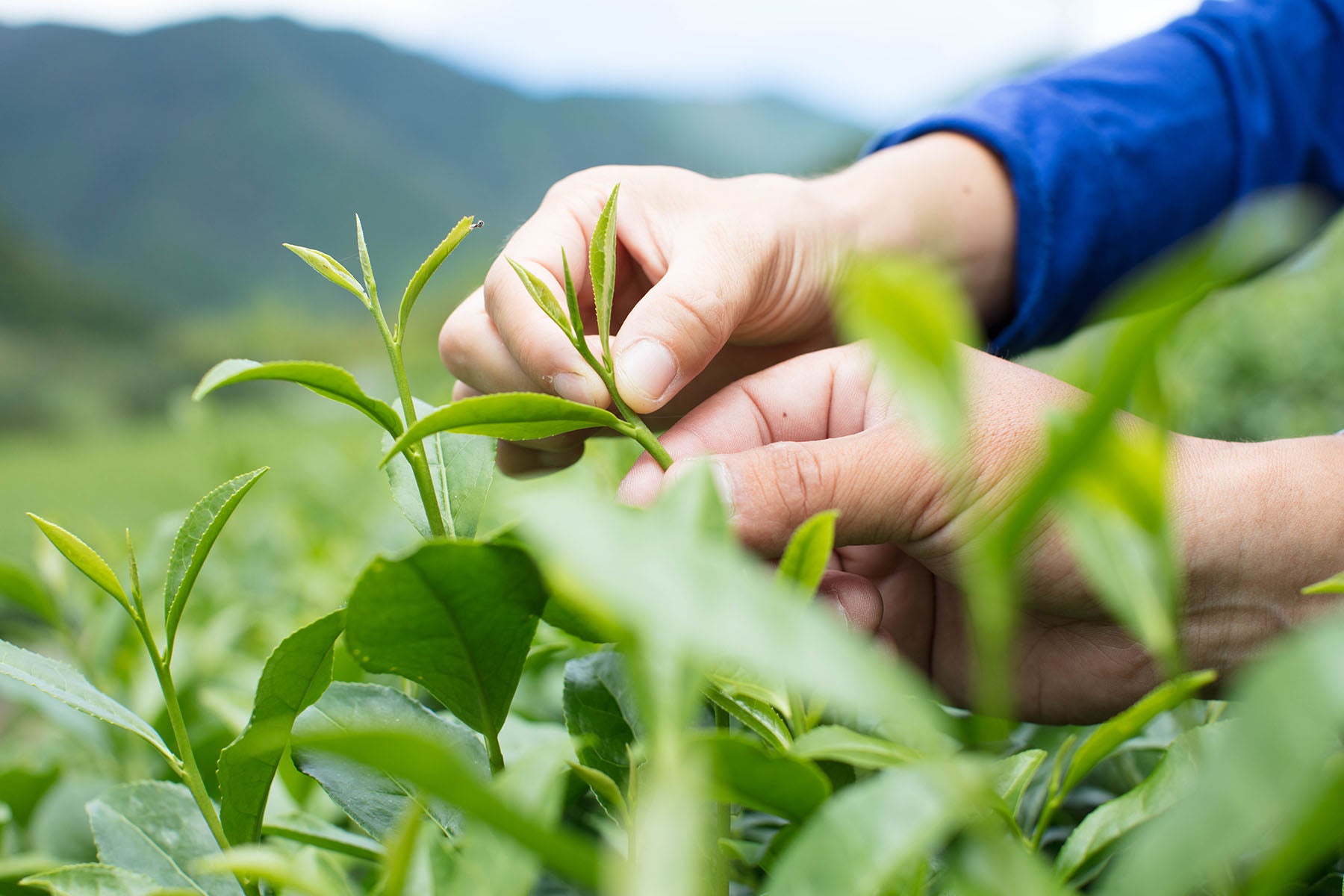 【静岡県／するが有機農場共同組合）】2023年新茶販売時開始。香り高く味わい深い、静岡県産オーガニック煎茶。