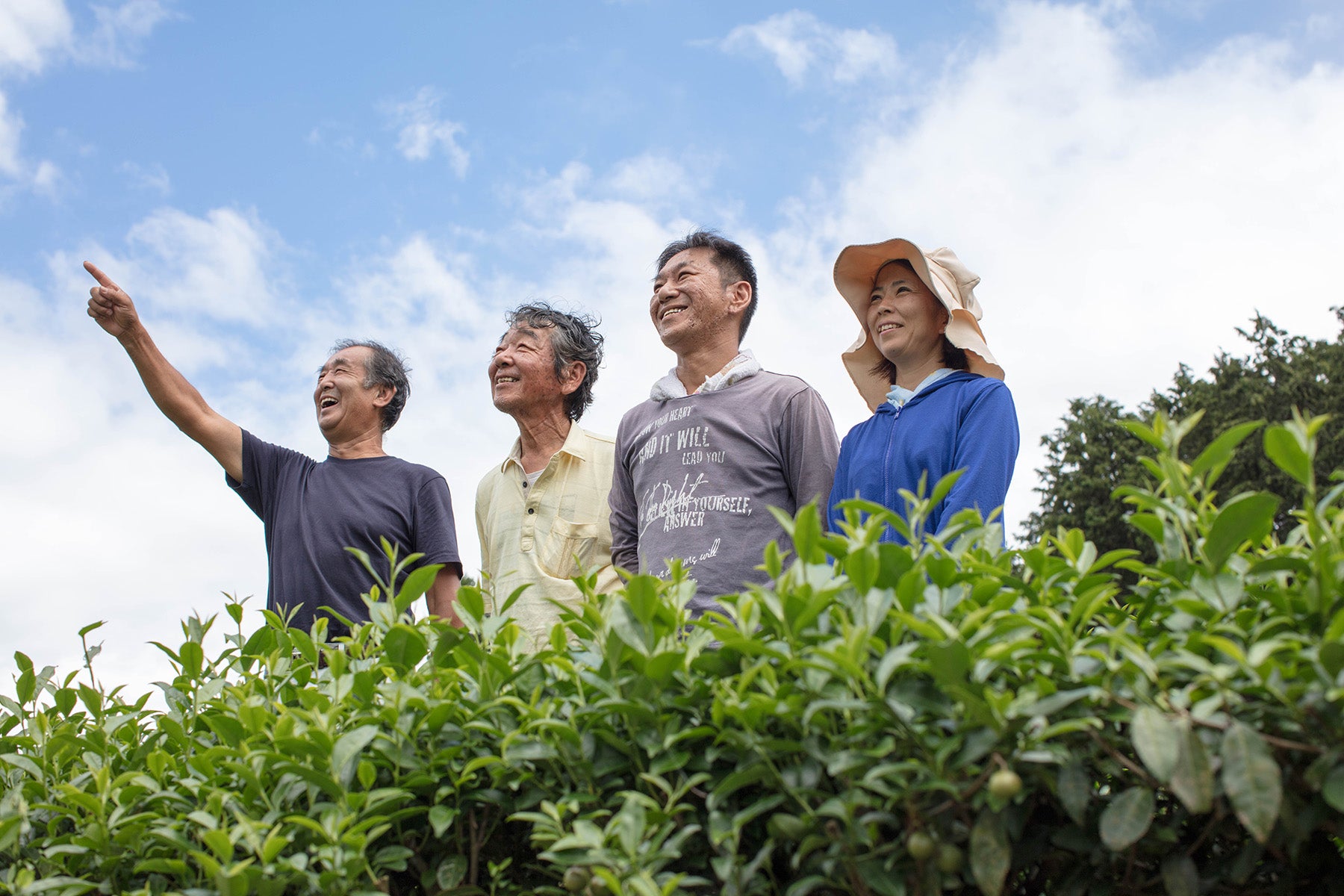 【静岡県/するが有機農場共同組合)】夏は冷茶で。香り高く味わい深い、静岡県産オーガニック煎茶はいかがですか。