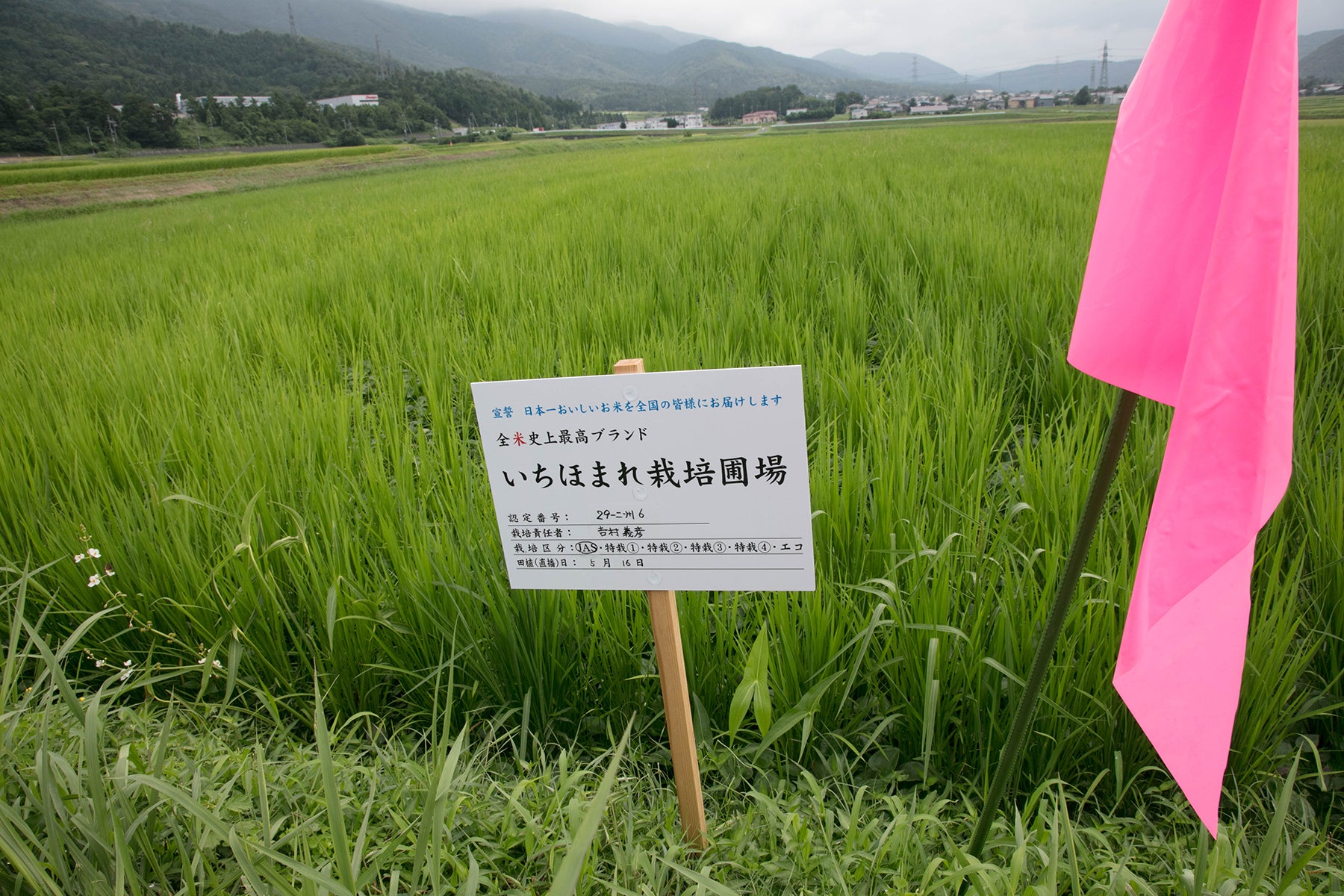 【福井県/よしむら農園】太陽と雨と川と田んぼ。自然とともに育む米