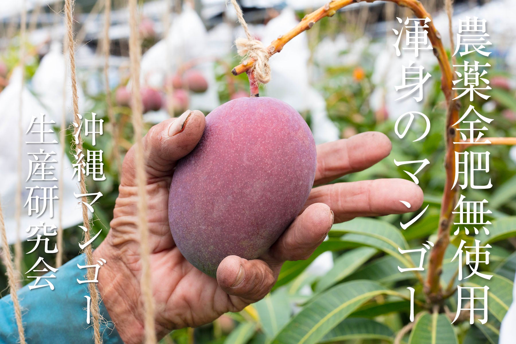 【沖縄県/沖縄マンゴー生産研究会】農薬・化学肥料不使用。甘さと酸味の抜群なバランスの元祖沖縄マンゴー。