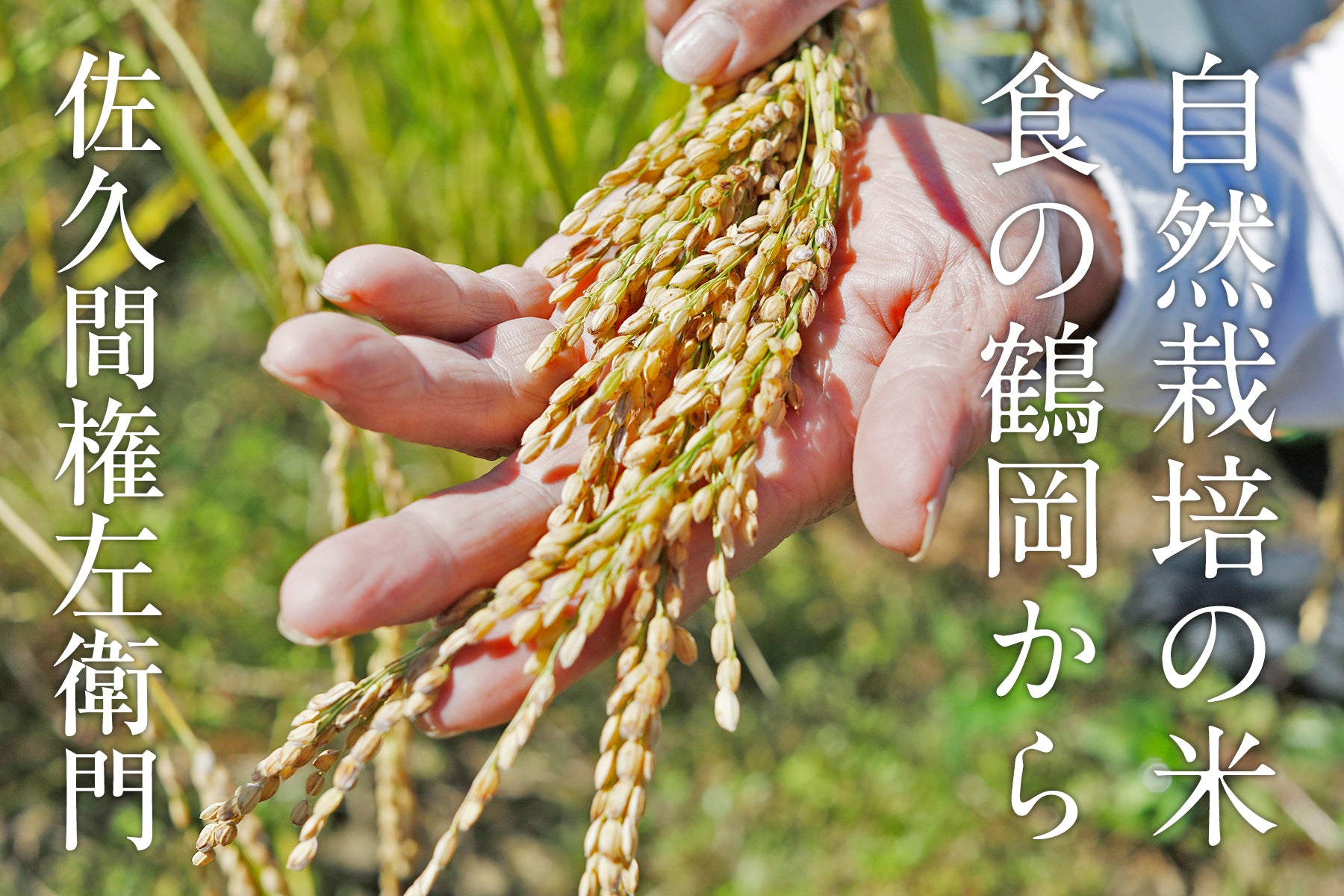 【山形県/佐久間権左衛門】知る人ぞ知る幻の米、亀の尾。それを自然栽培(無農薬無肥料)で育てた希少米。玄米10kgでお届けします。