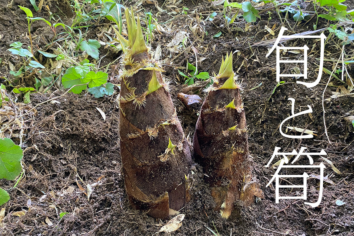 【神奈川県／自然園いしわた農場】春のアトリエ・グー恒例の筍掘り体験。参加できなくてもネットで購入できます！