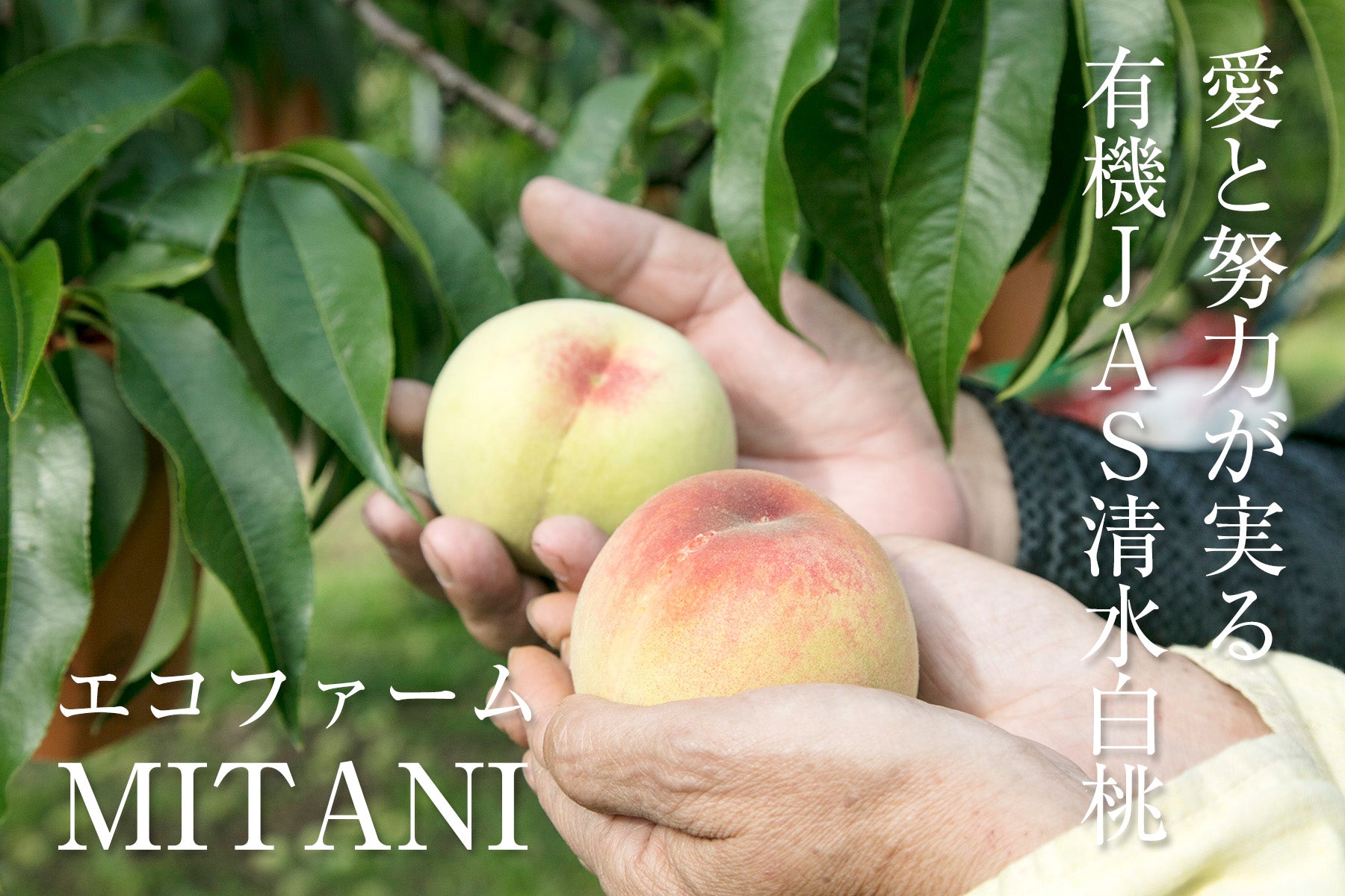 【岡山県/エコファームMITANI】唯一無二の有機JAS白桃、清水白桃は完売。今シーズン最後の白桃は、清水白皇です