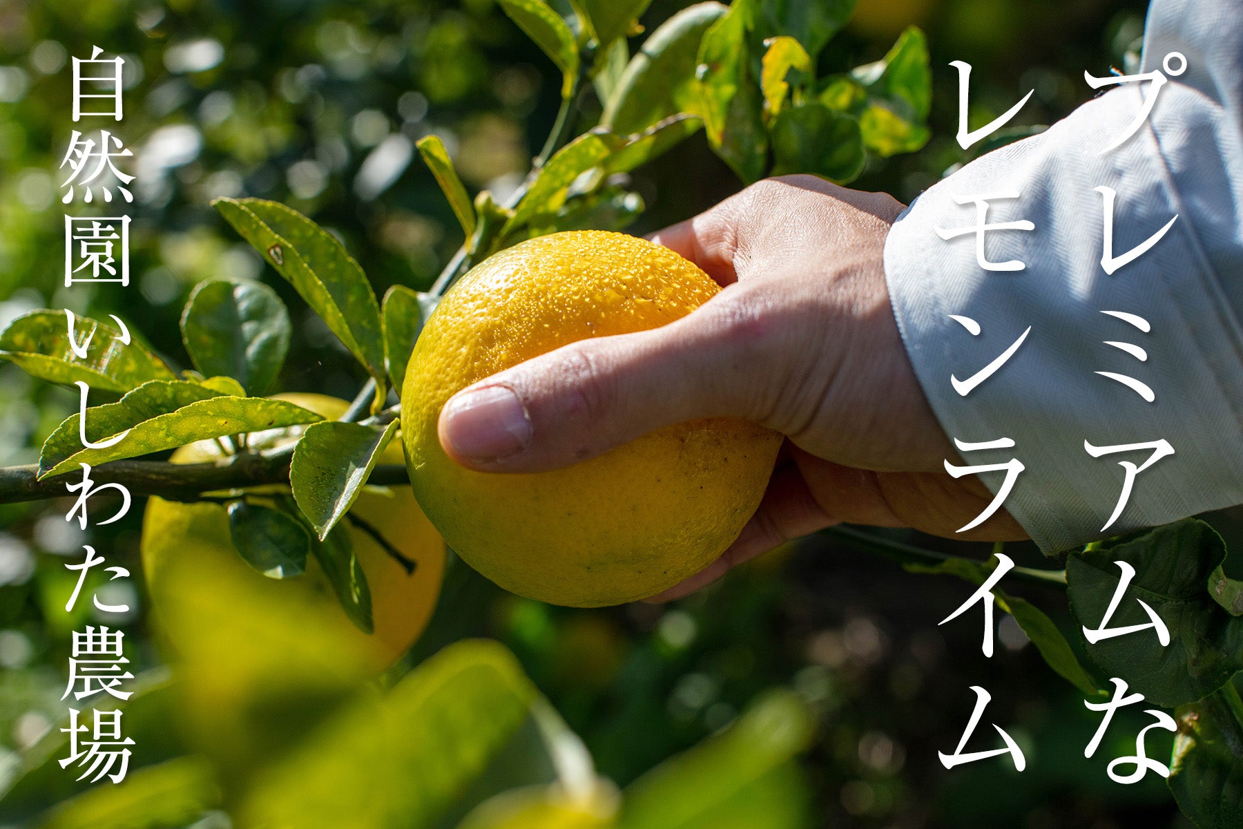 【神奈川県/自然園いしわた農場】爽やかな酸味と豊富な果汁。「満点、青空レストラン」でも紹介されたマイヤーレモン