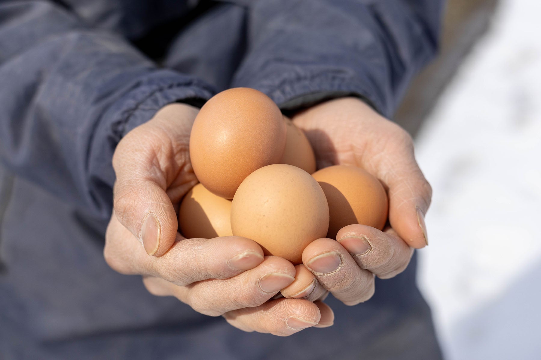 ファームモチツモタレツ　Farm letter vol.55