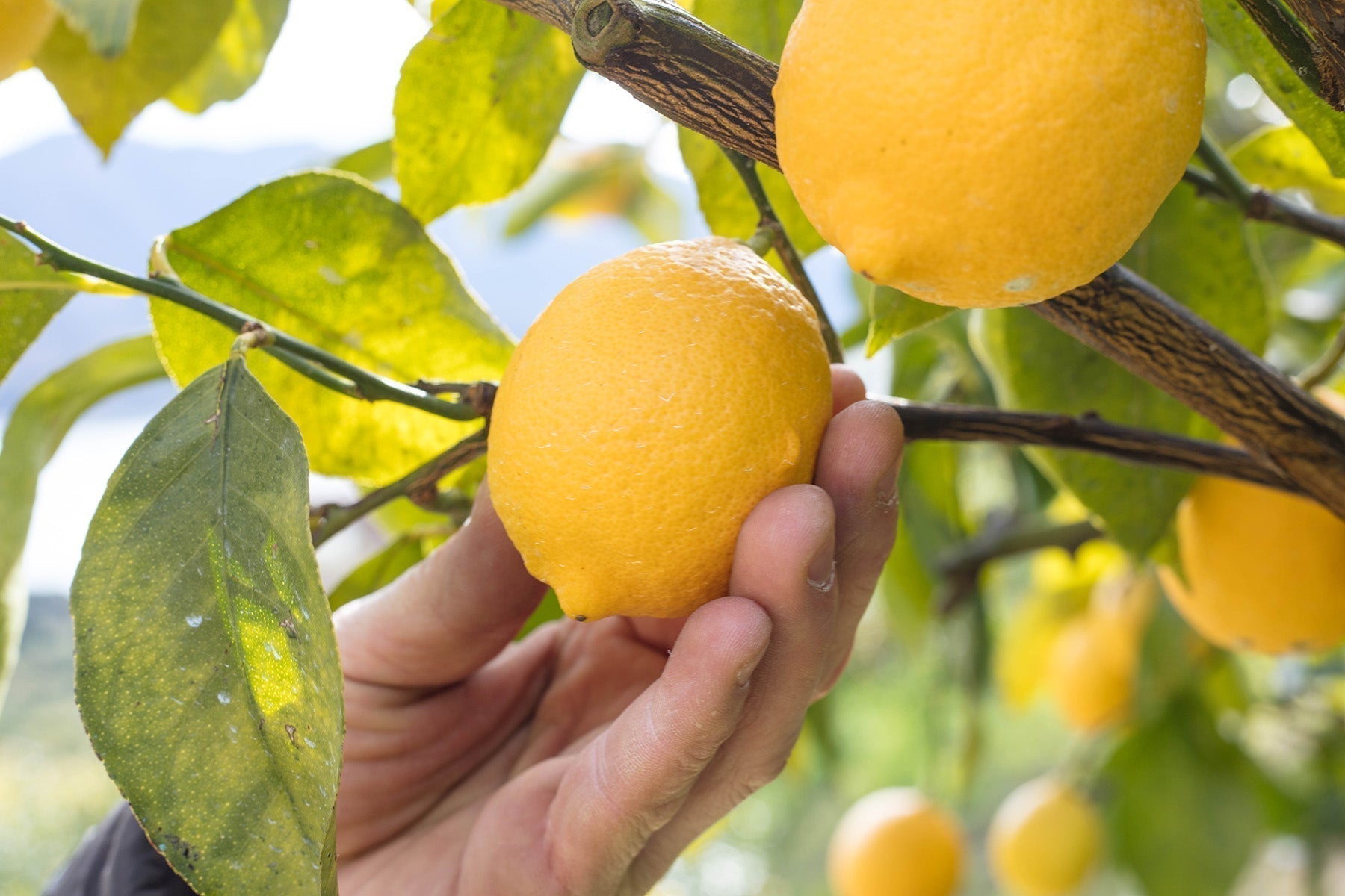 セーフティフルーツ Farm letter vol.20