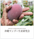 日本で初めて自然農法登録された 完全無農薬の極上マンゴー