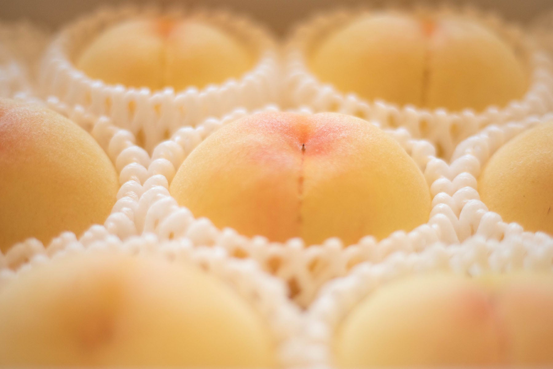 【岡山県／エコファームMITANI】8月の特別栽培白皇（白桃）。清水白桃に勝るとも劣らない最高の白桃です。