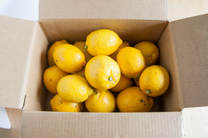 【神奈川県／レモン（有機JAS）】レモンの森から、採れたてをお届けします /  Delivered fresh from the lemon forest (Organic JAS)