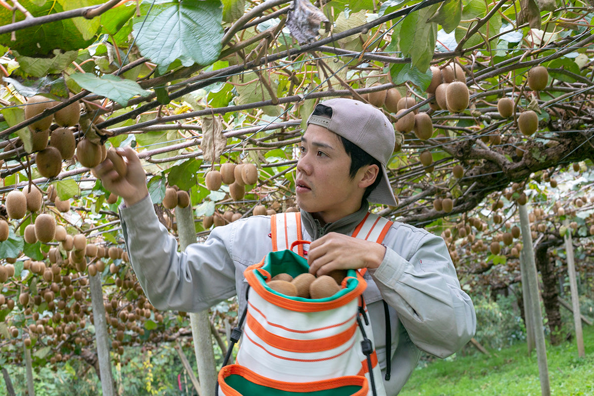 【神奈川県／自然園いしわた農場】自然農法35年。皮ごと食られる有機JASキウイフルーツの真価。