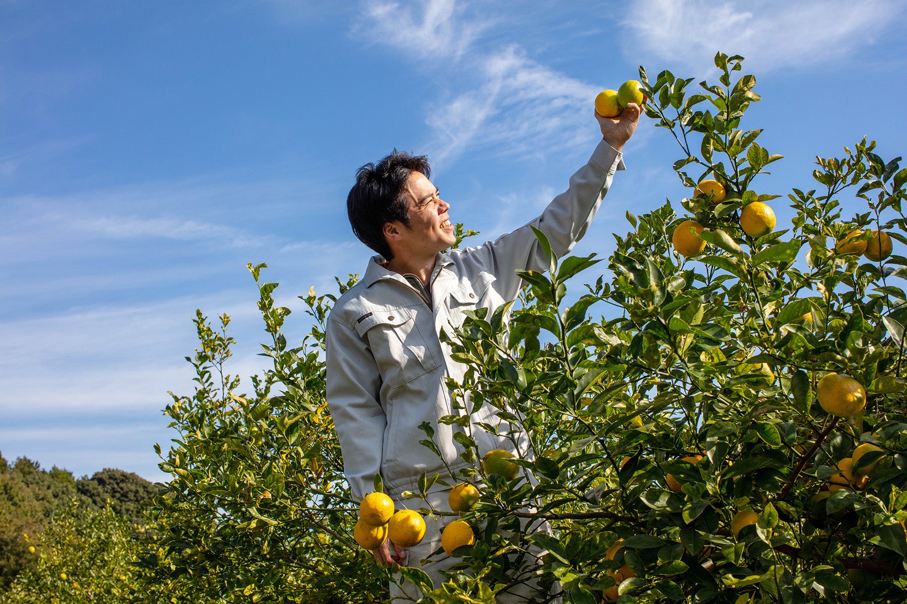 【神奈川県／自然園いしわた農場】爽やかな酸味と豊富な果汁。達人が創る湘南プライムレモンライム