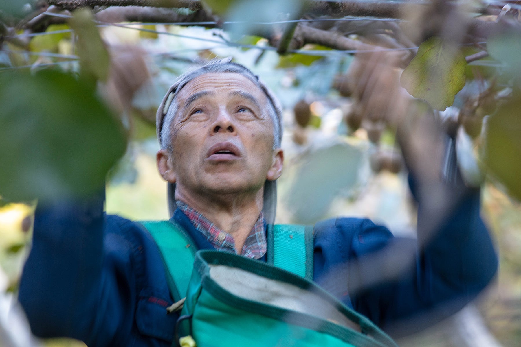 【神奈川県／自然園いしわた農場】自然農法35年。皮ごと食られる有機JASキウイフルーツの真価。