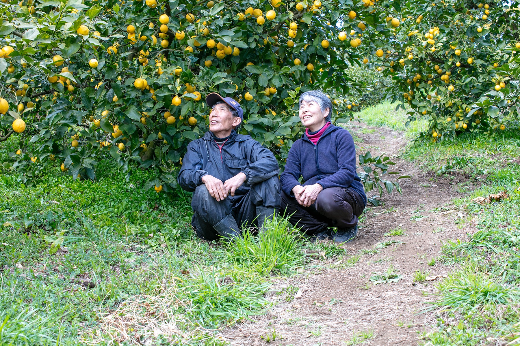 【神奈川県／レモン（有機JAS）】レモンの森から、採れたてをお届けします /  Delivered fresh from the lemon forest (Organic JAS)